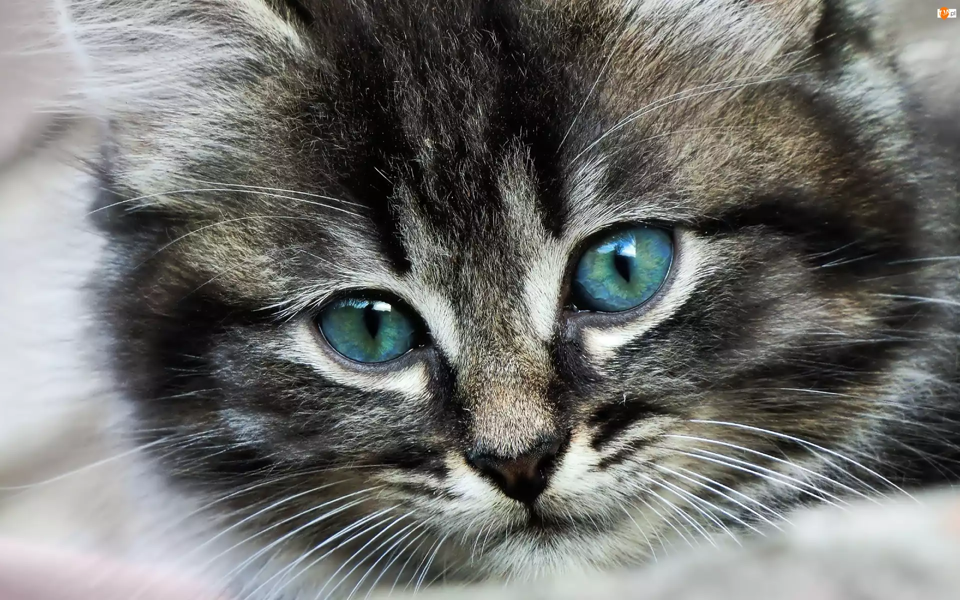 Kot, Oczy, Mordka, Niebieskie