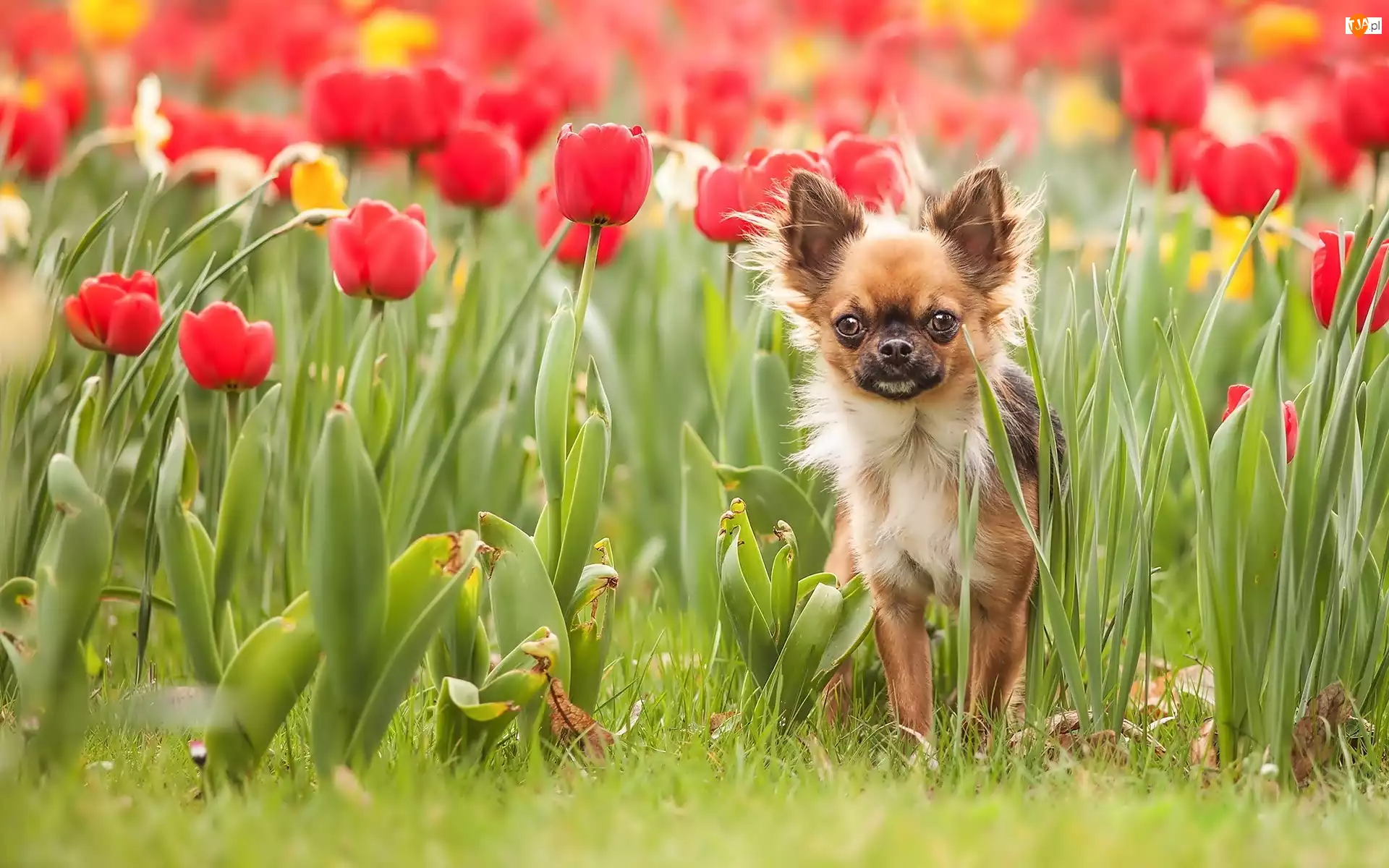 Chihuahua, Piesek, Tulipany