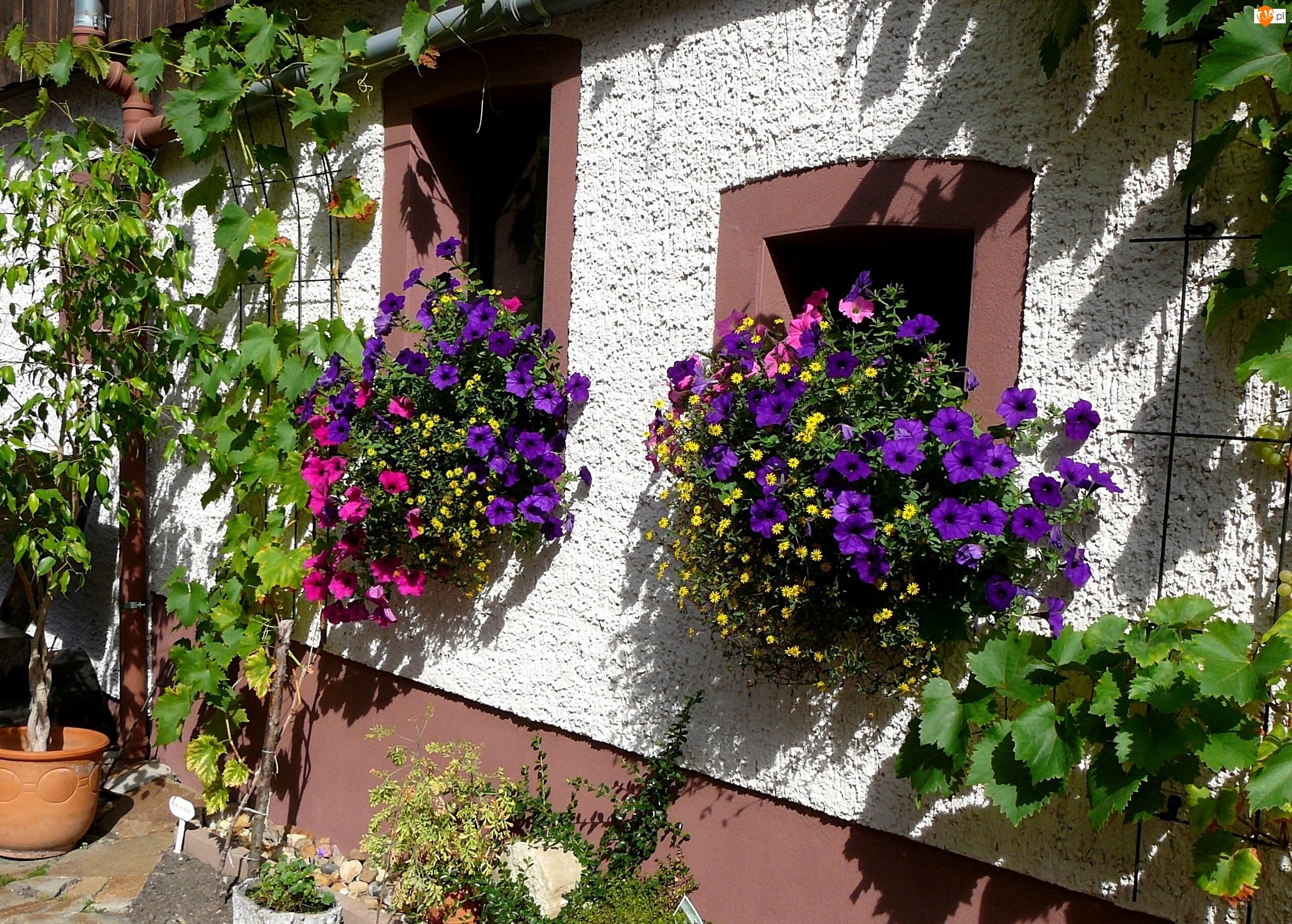 Petunie, Dom, Ściana, Kwiaty