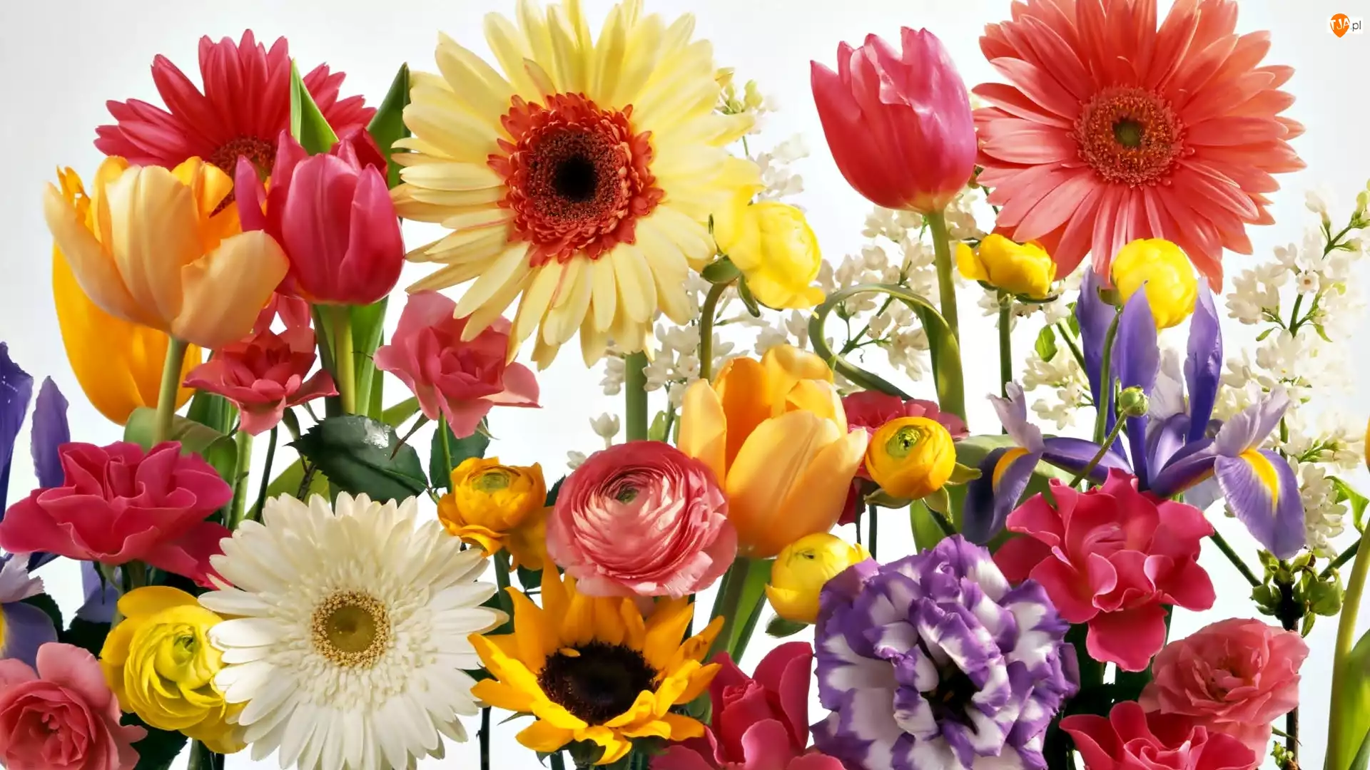 Słonecznik, Kwiaty, Gerbery, Róże, Tulipany