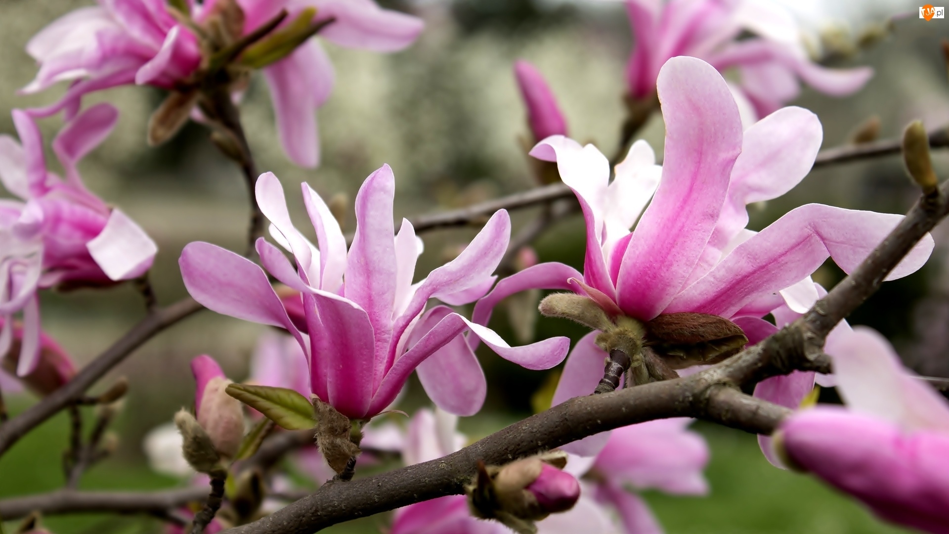 Magnolia, Różowe, Kwiaty