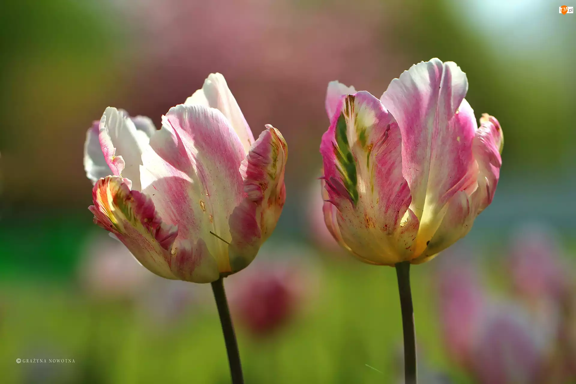 Tulipany, Dwa, Kolorowe