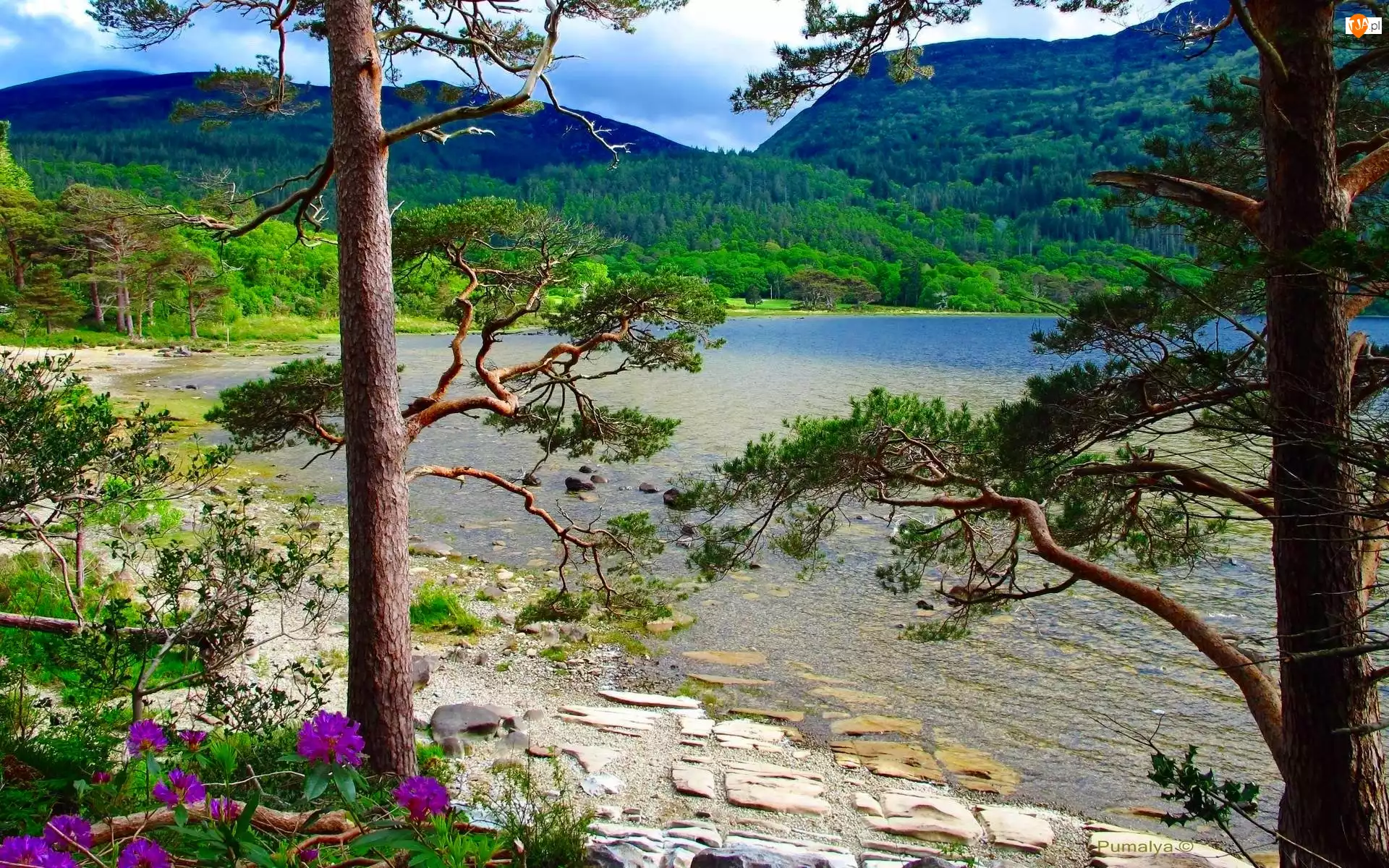 Góry, Irlandia, Jezioro, Drzewa