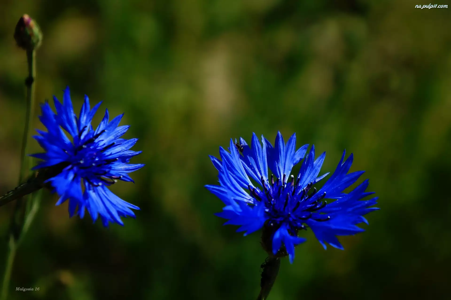 Chabry, Kwiaty, Niebieskie