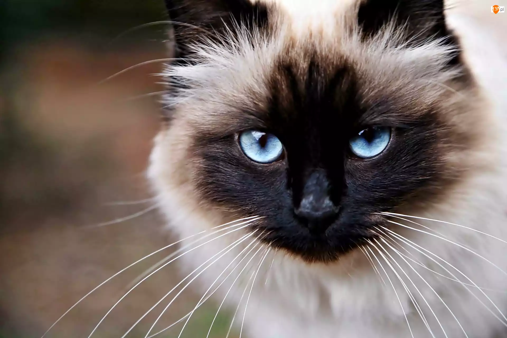 Kot syjamski, Zbliżenie, Niebieskie, Oczy