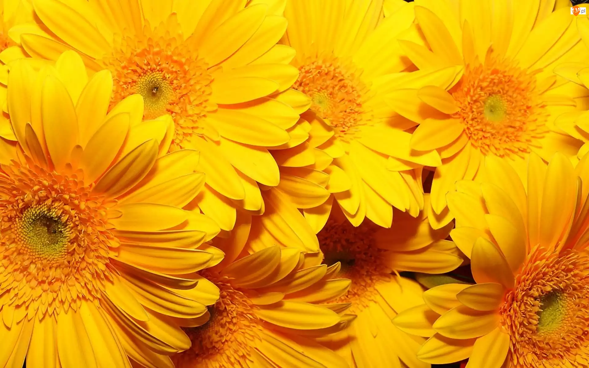 Gerbery, Żółte, Kwiaty
