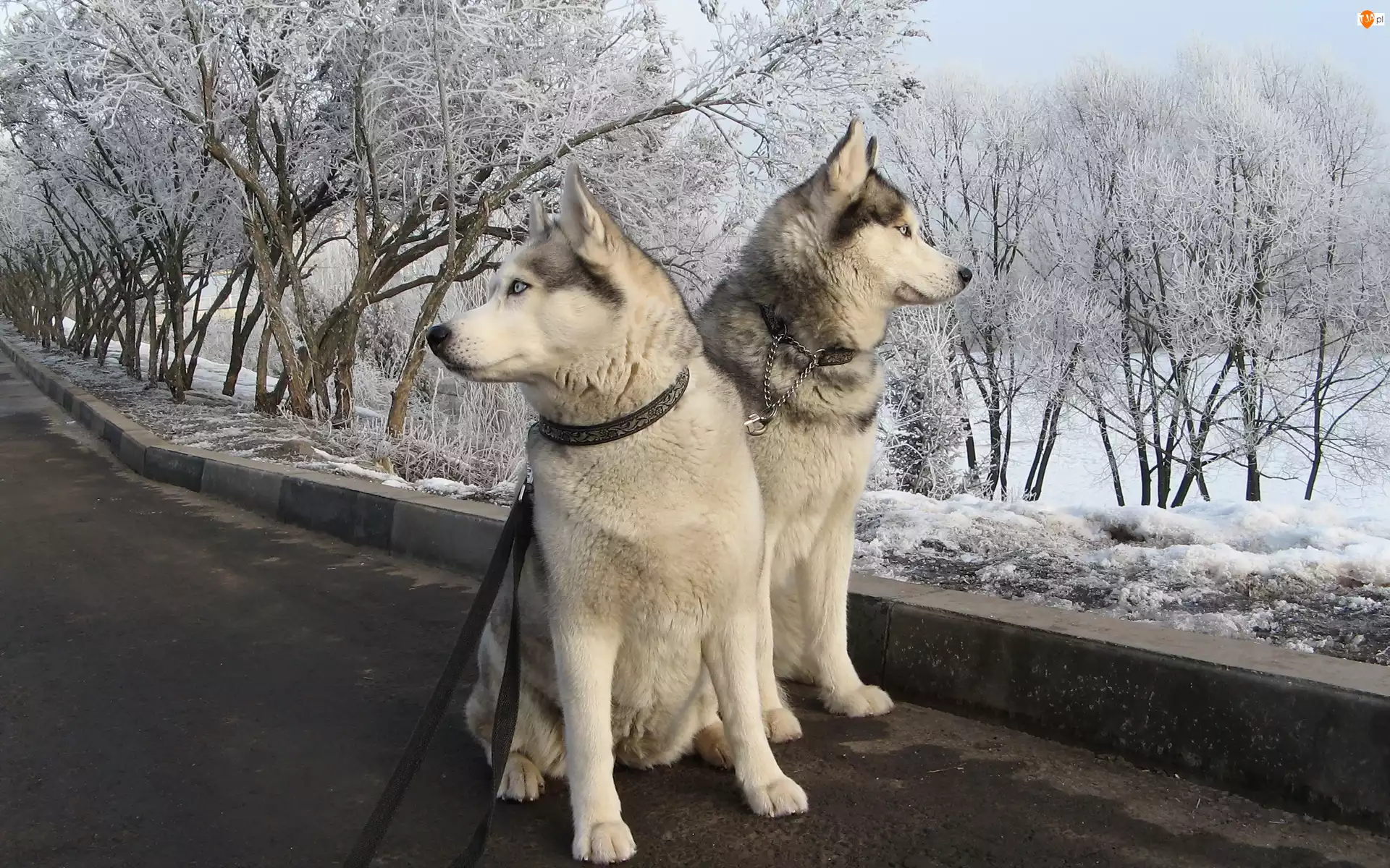 Siberian Husky, Psy, Śnieg, Zima