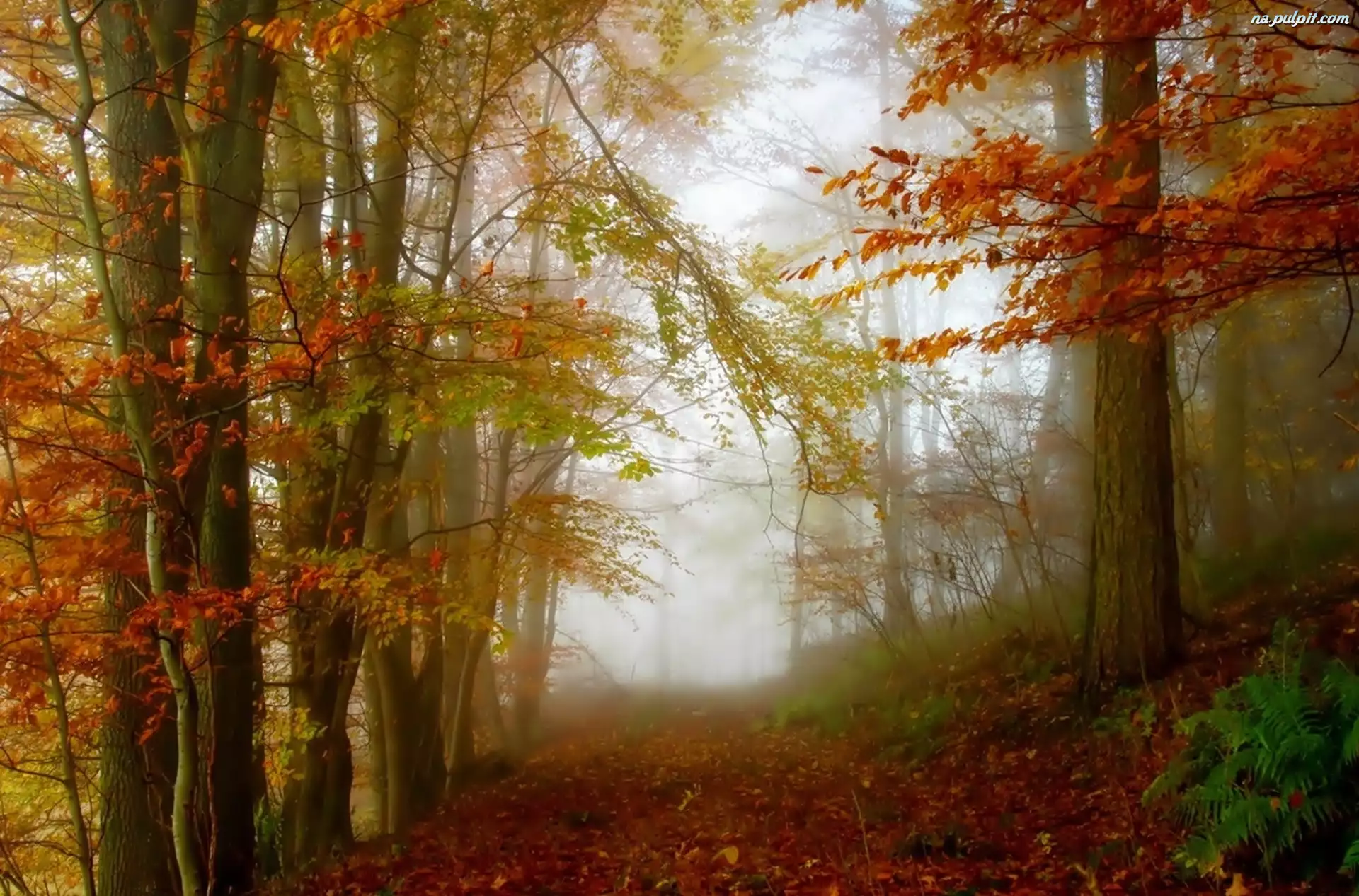 Jesień, Mgła, Las, Droga
