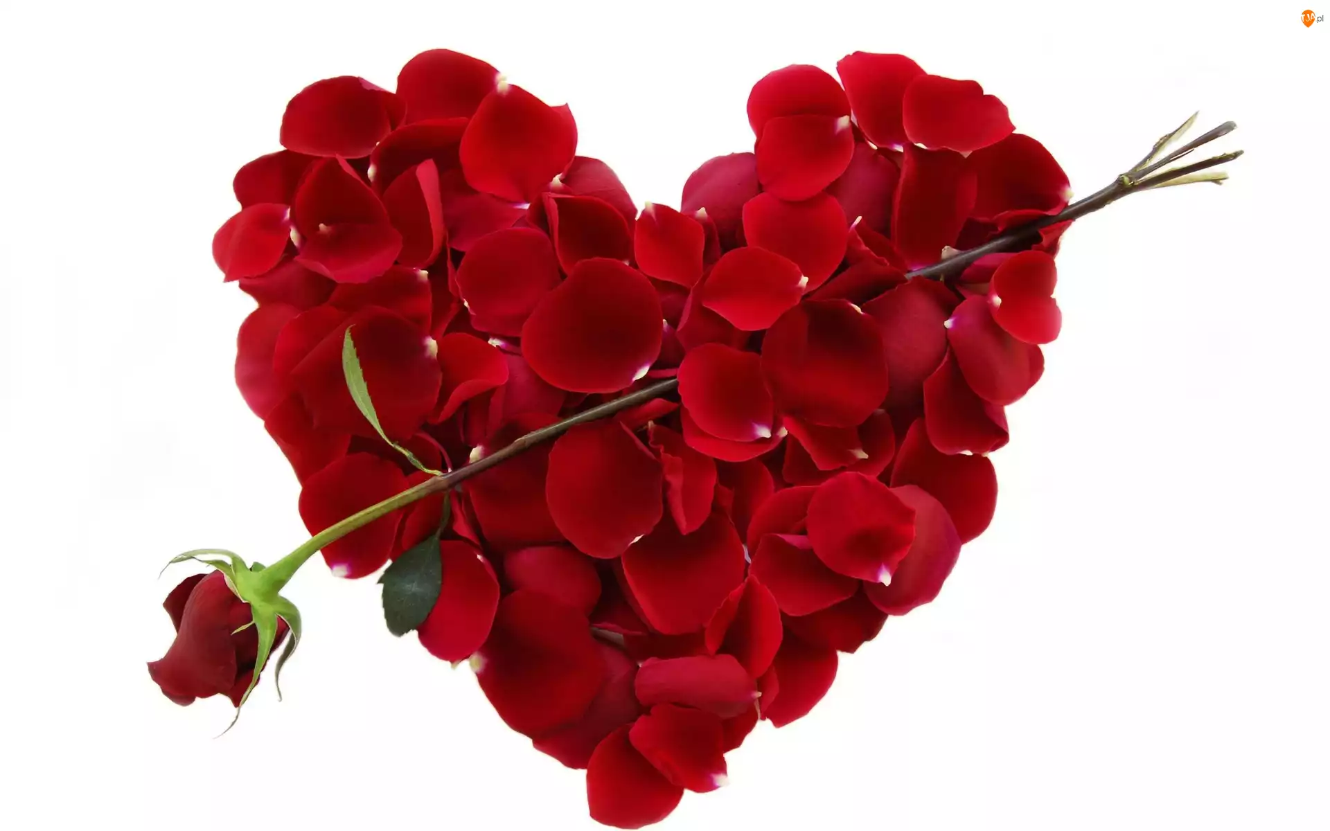 Serce, Walentynka, Róża, Czerwona, Płatki