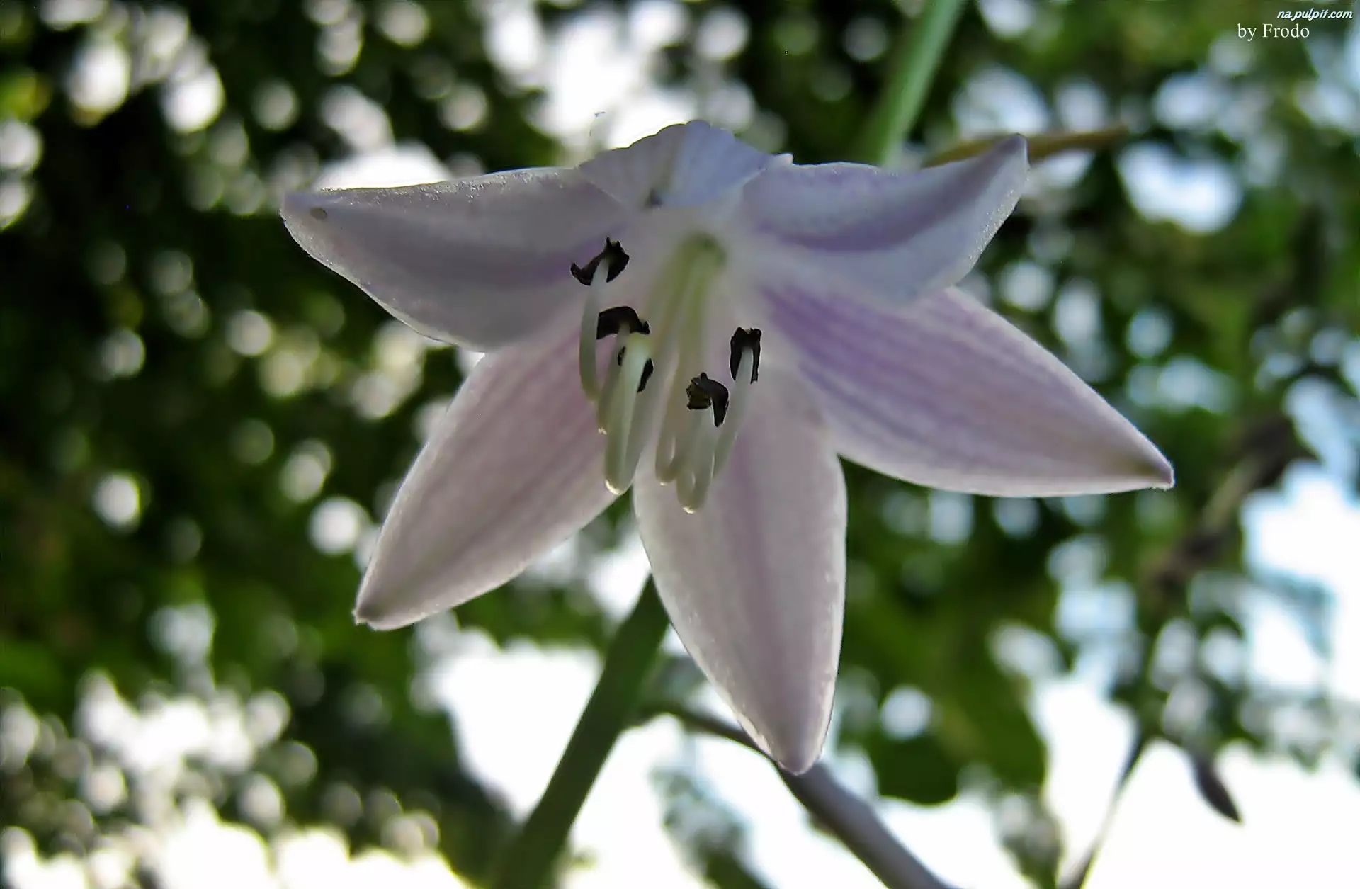 Kwiat, Biało-Fioletowy