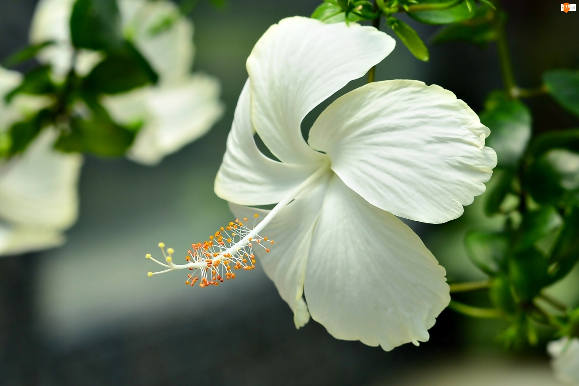 Kwiat, Hibiskus, Biały