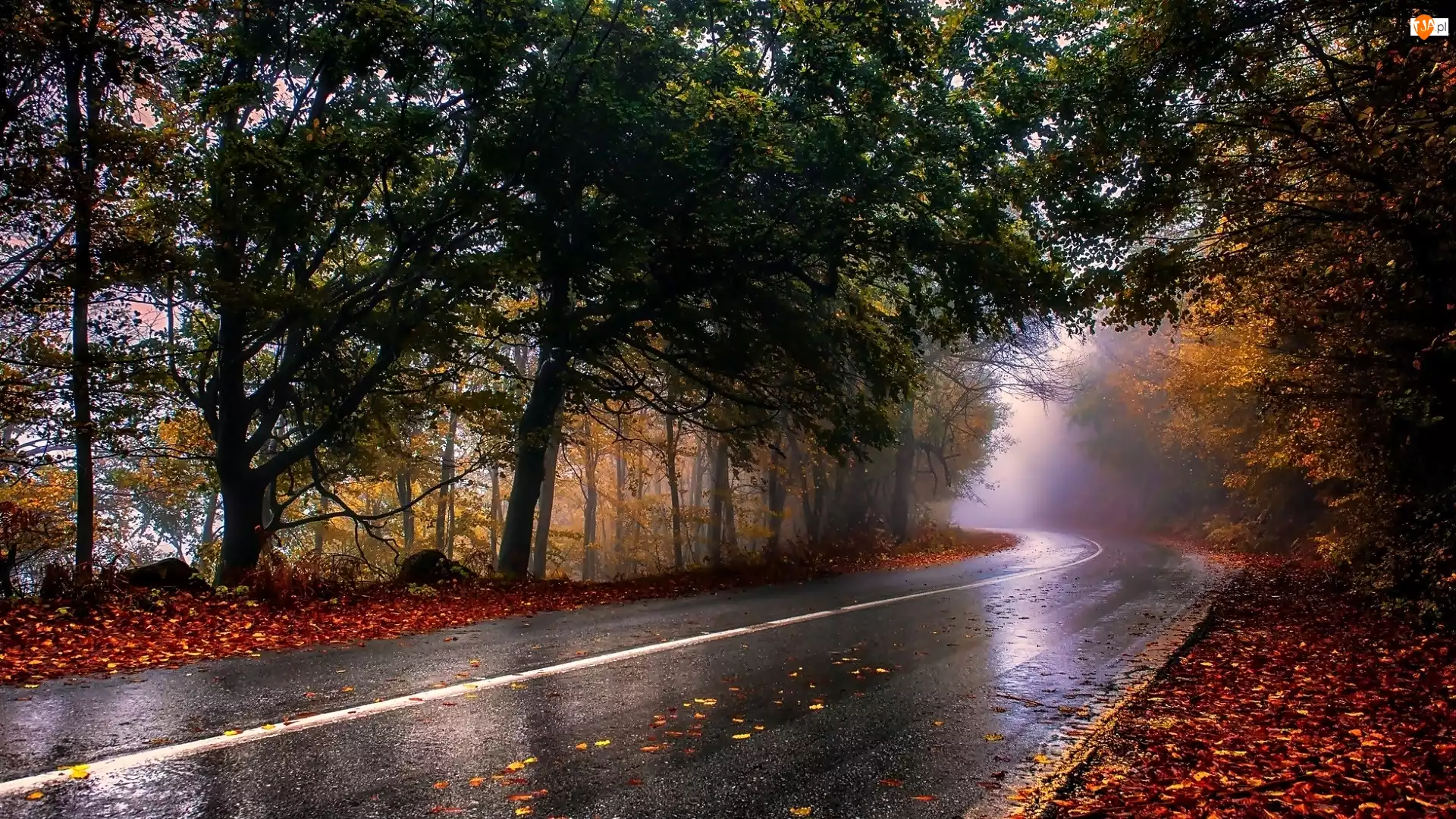 Las, Mgła, Droga, Jesień, Liście