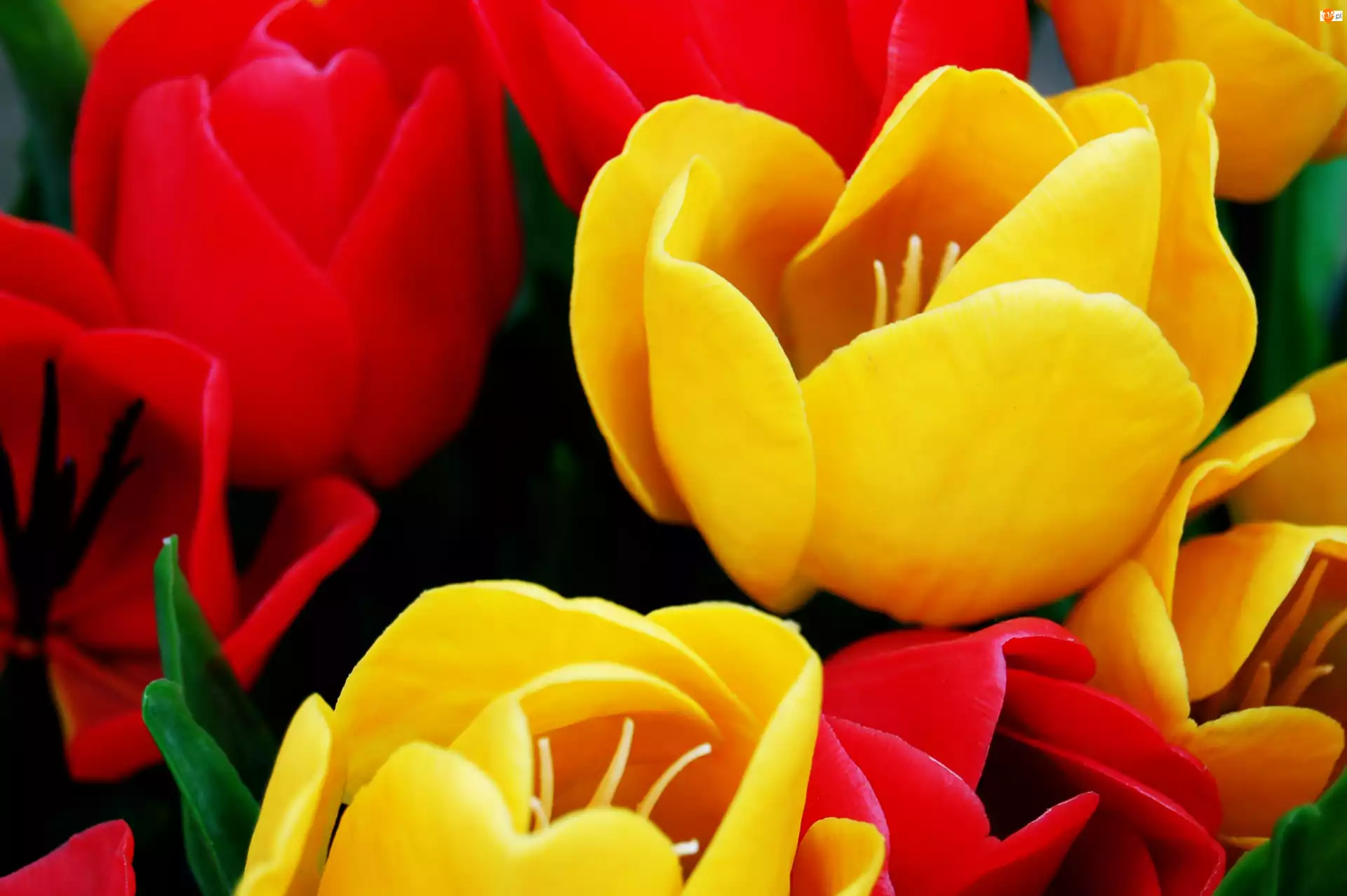 Żółte, Tulipany, I, Czerwone
