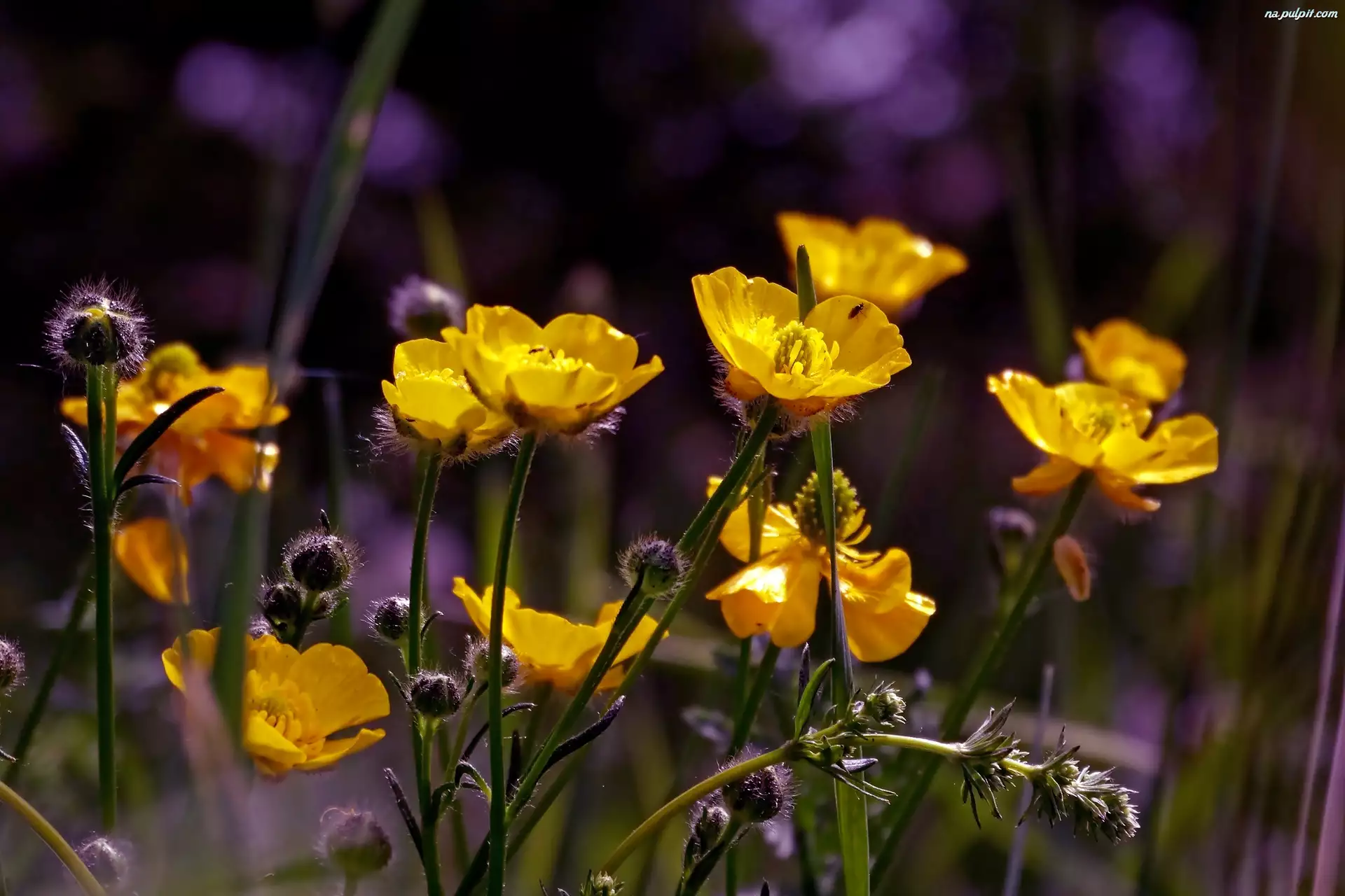 Jaskier, Żółte, Kwiaty