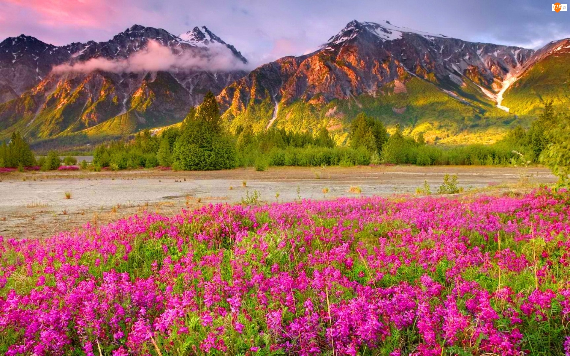 Kwiaty, Góry, Chmury, Różowe