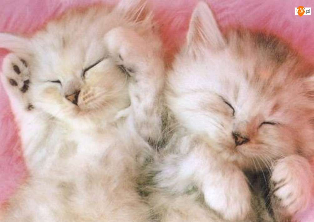 Kotki, Śpiące, Puszyste