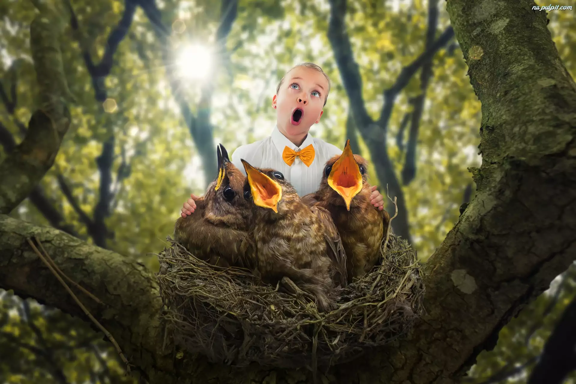 Ptaki, Dziecko, Śmieszne, Chór, Drzewo, Gniazdo
