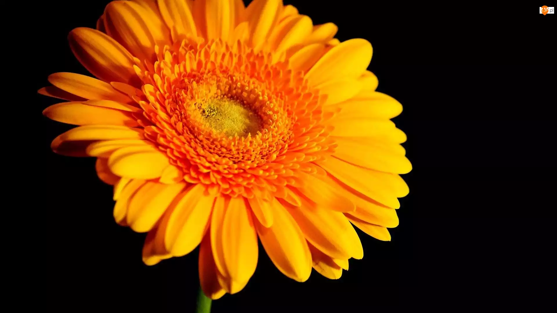 Gerbera, Żółta, Kwiaty