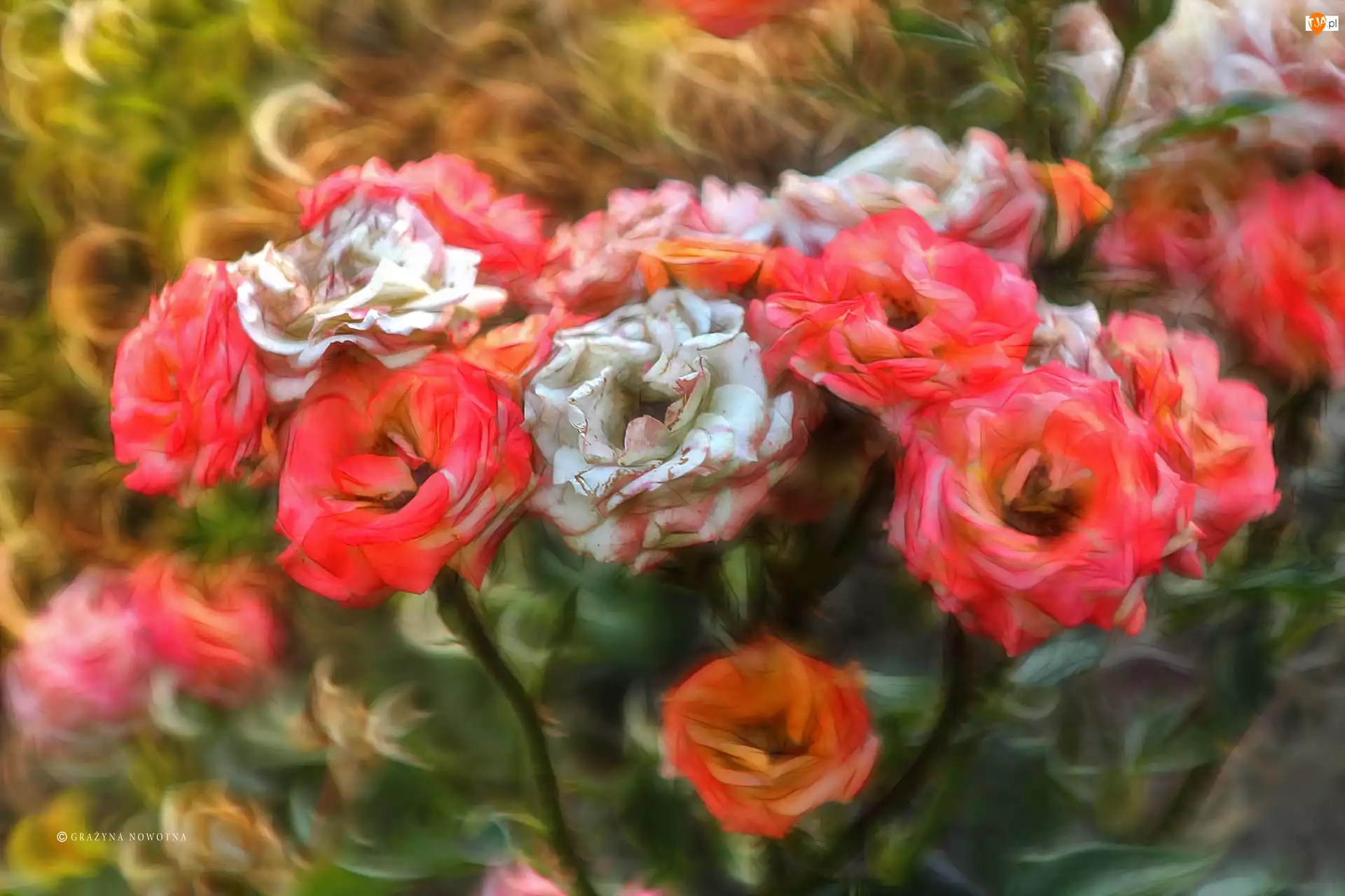 Fractalius, Różę, Kwiaty