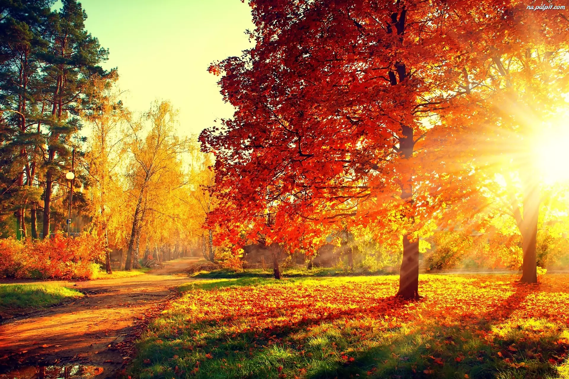 Promienie Słońca, Jesień, Aleja, Park, Drzewa