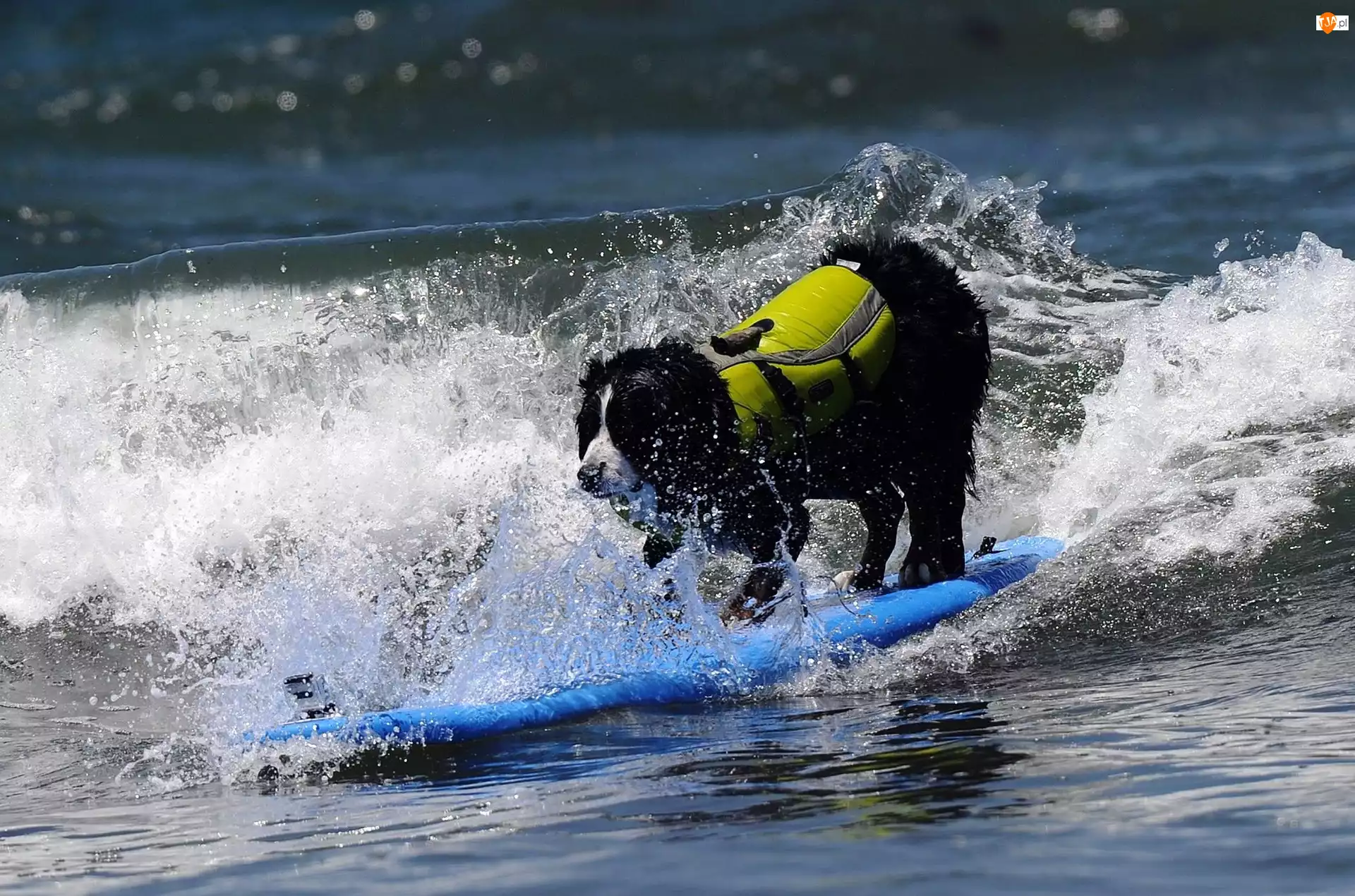Surfing, Piesek, Morze