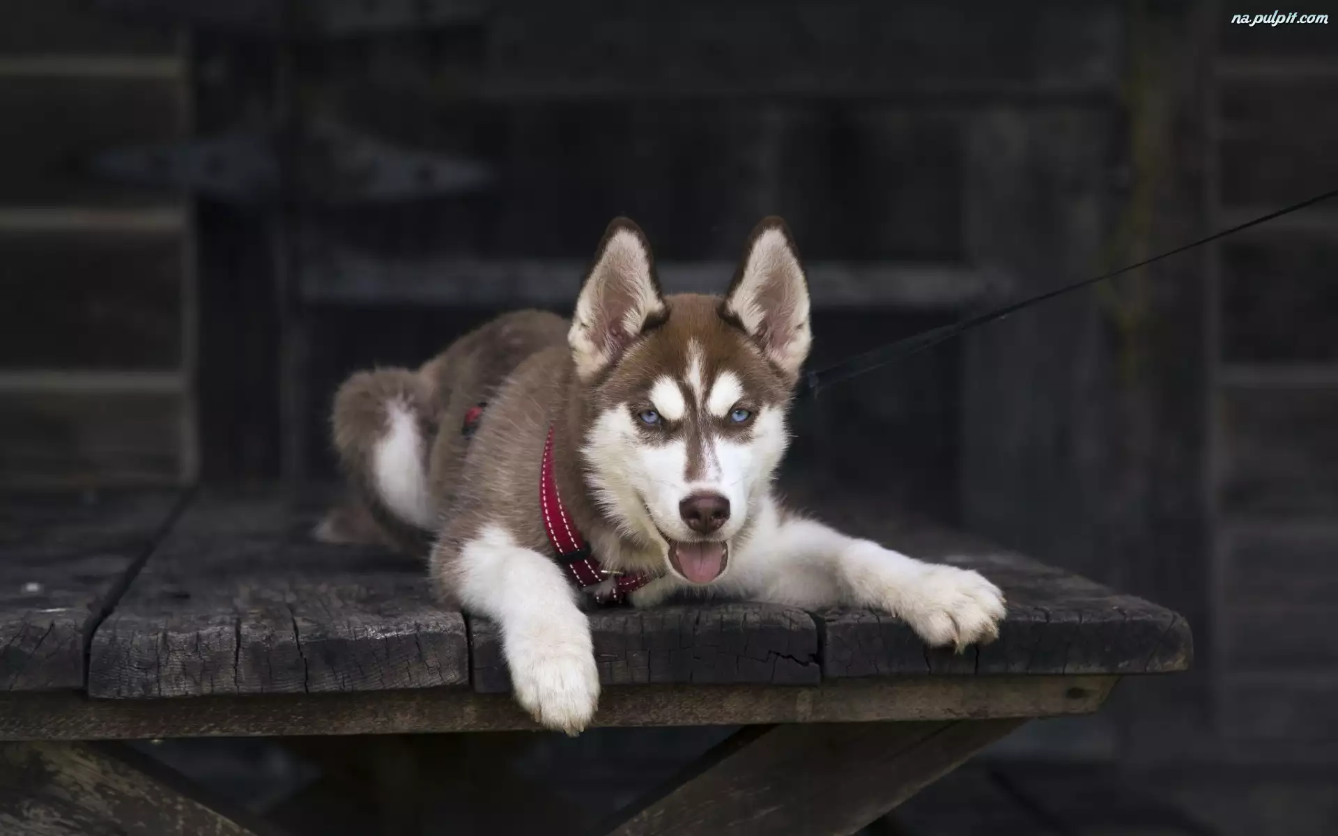 Husky, Leżący, Siberian