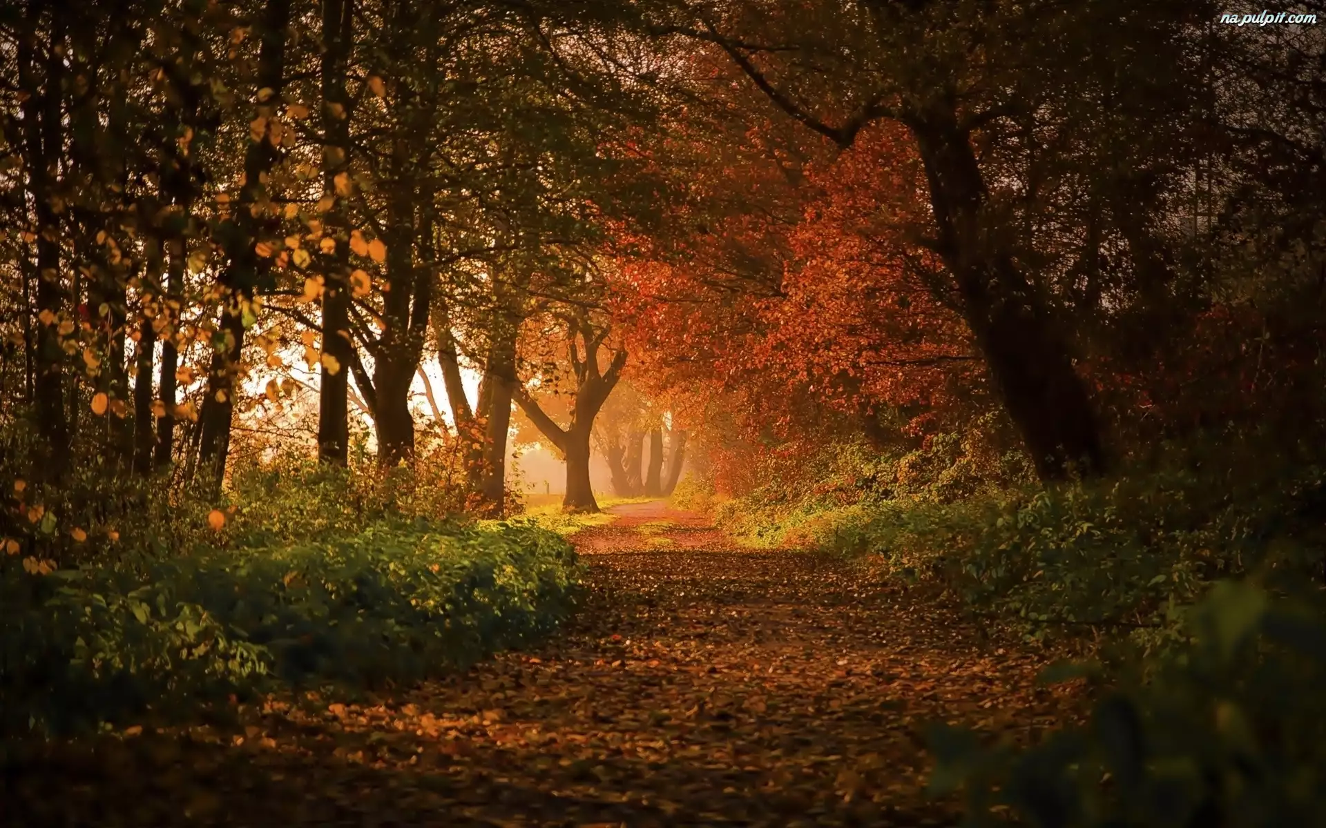 Jesień, Park, Drzewa, Aleja, Liście