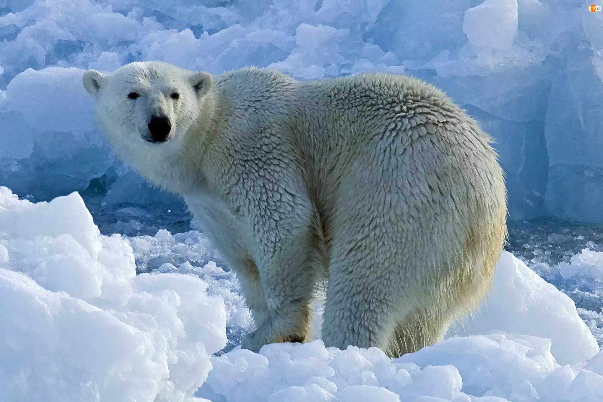 Zima, Niedźwiedź, Polarny