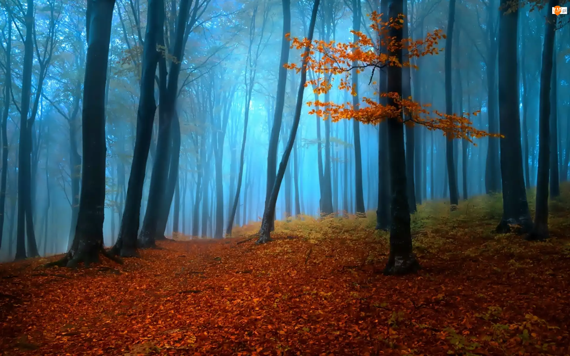 Droga, Mgła, Las, Jesień, Drzewa, Liście