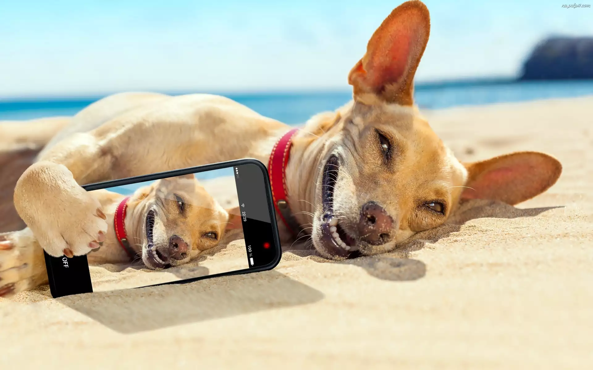 Morze, Selfie, Plaża, Pies, Telefon