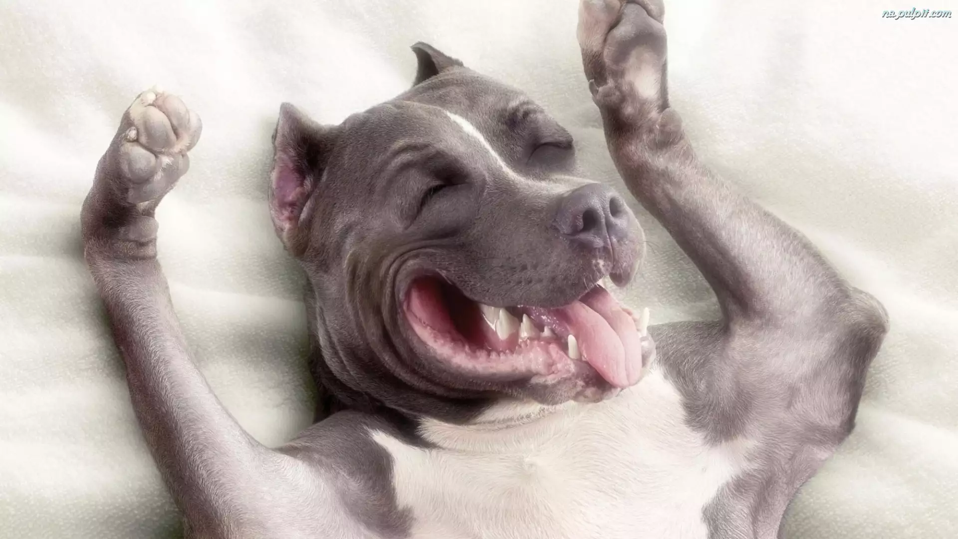 Pies, Uśmiechnięty