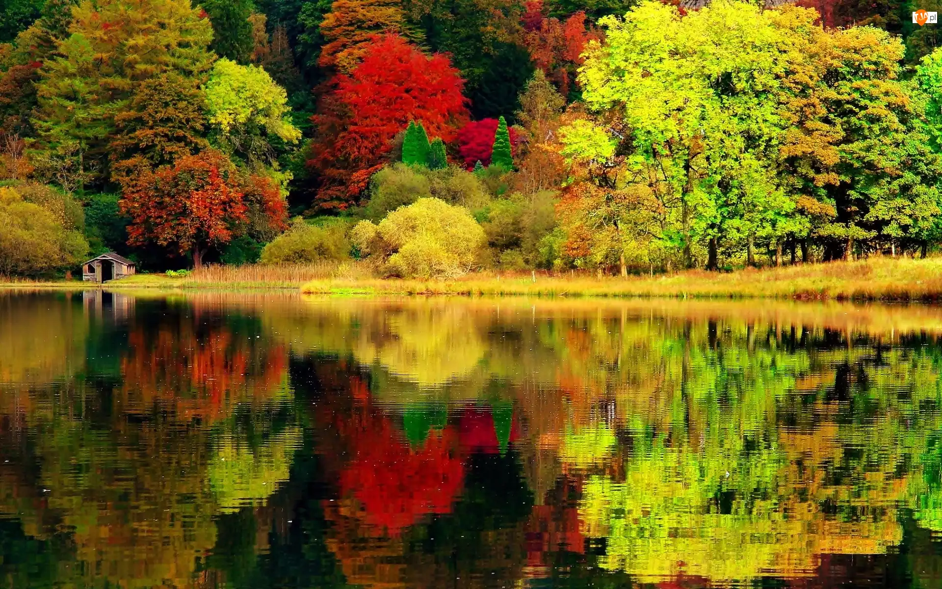 Las, Jezioro, Drzewa, Jesień, Kolorowe, Domek