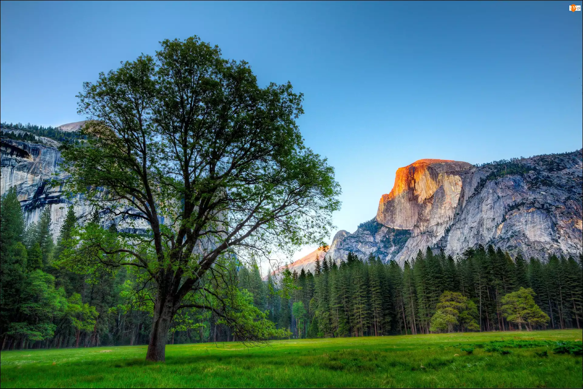 Góry, Park Narodowy Yosemite, Las, Łąka