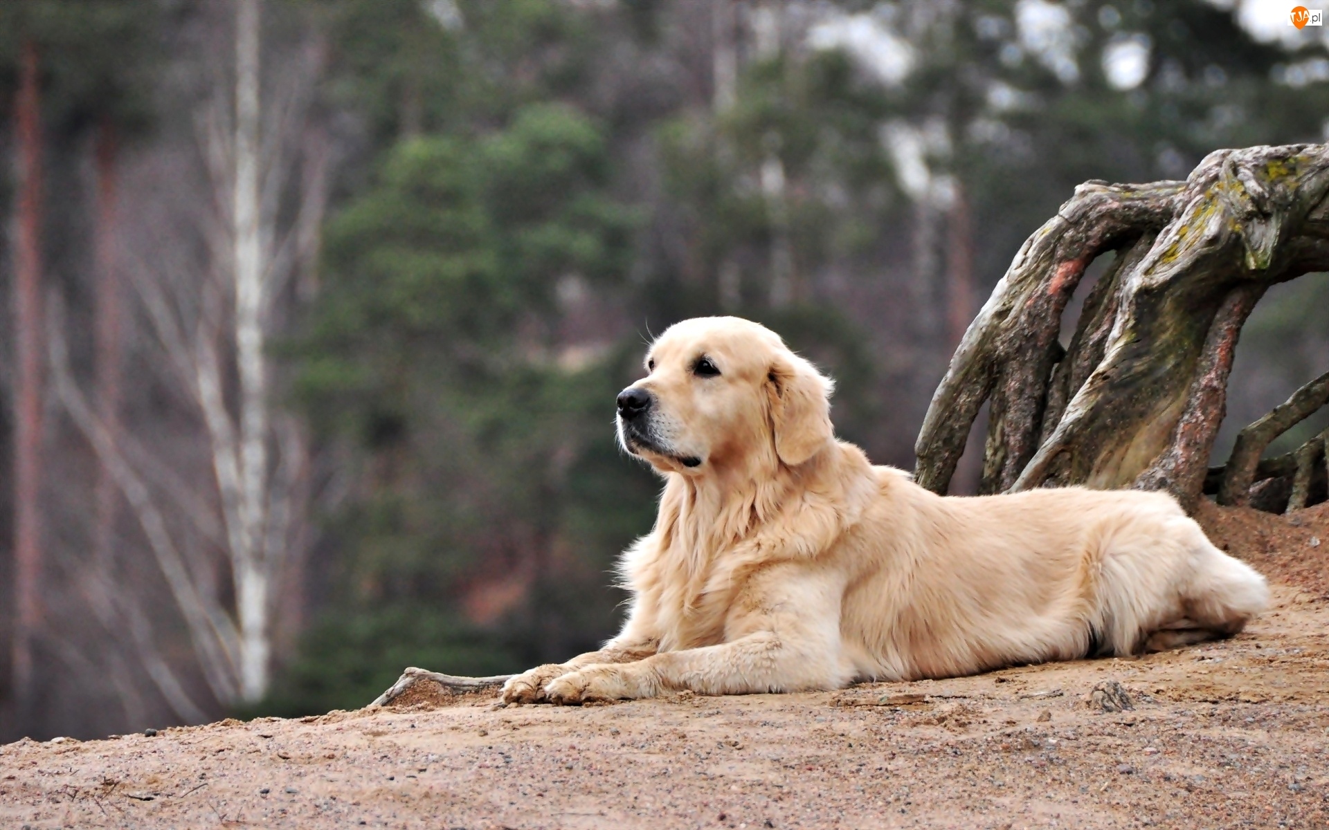 Golden, Pies