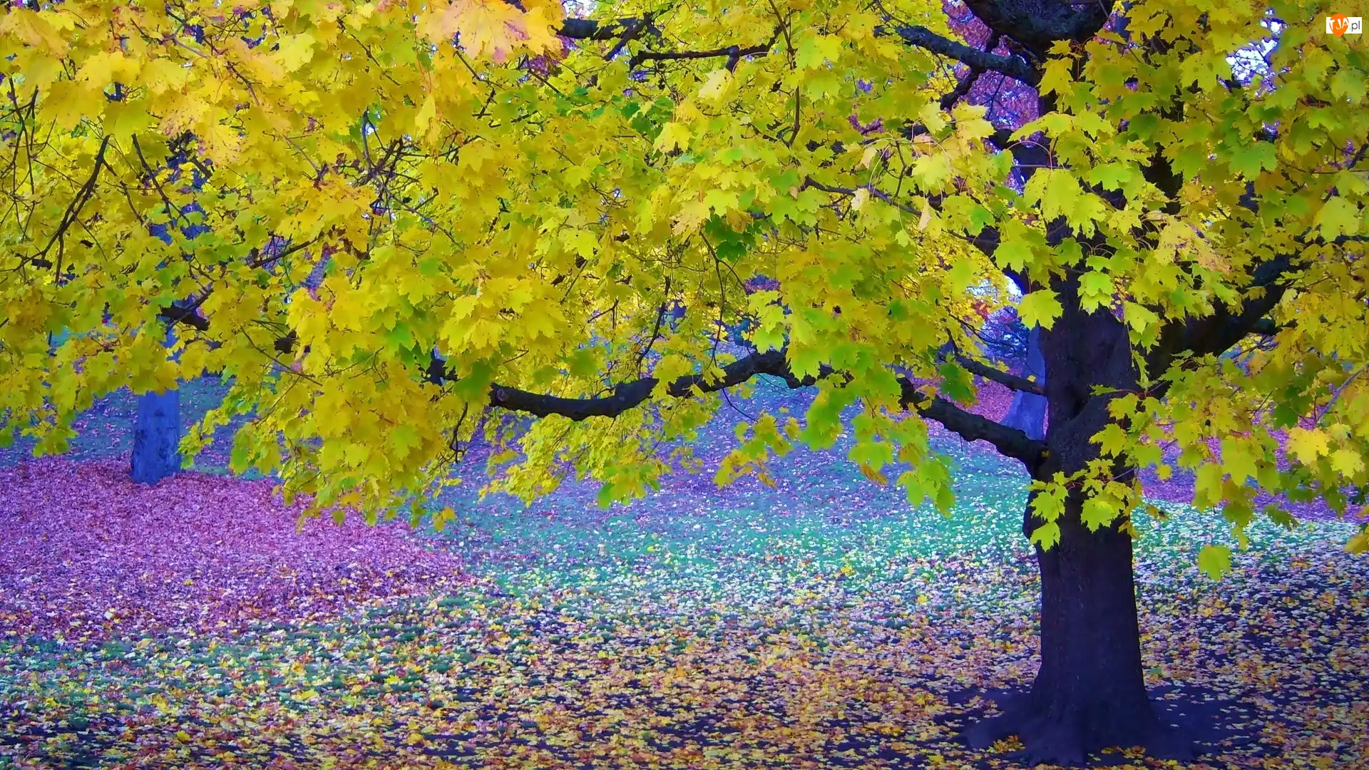 Jesień, Drzewa, Liście, Kolorowe, Park