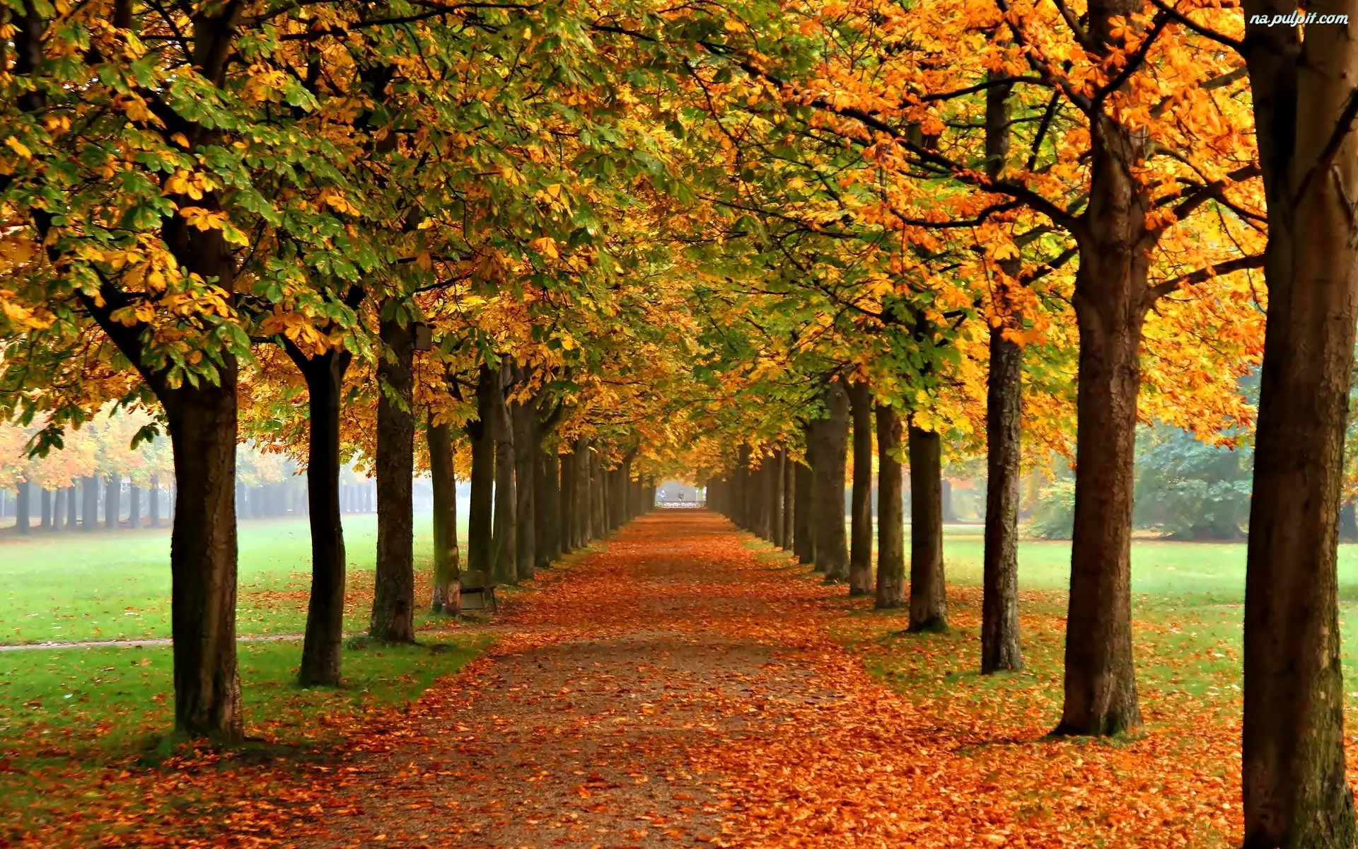 Park, Jesień, Kasztany, Drzewa, Liście
