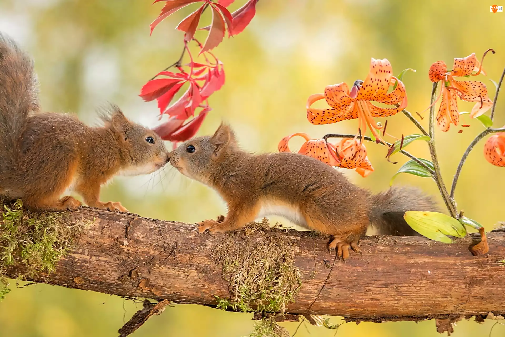 Wiewiórki, Dwie, Gałąź, Jesień, Pocałunek, Drzewa, Słodkie