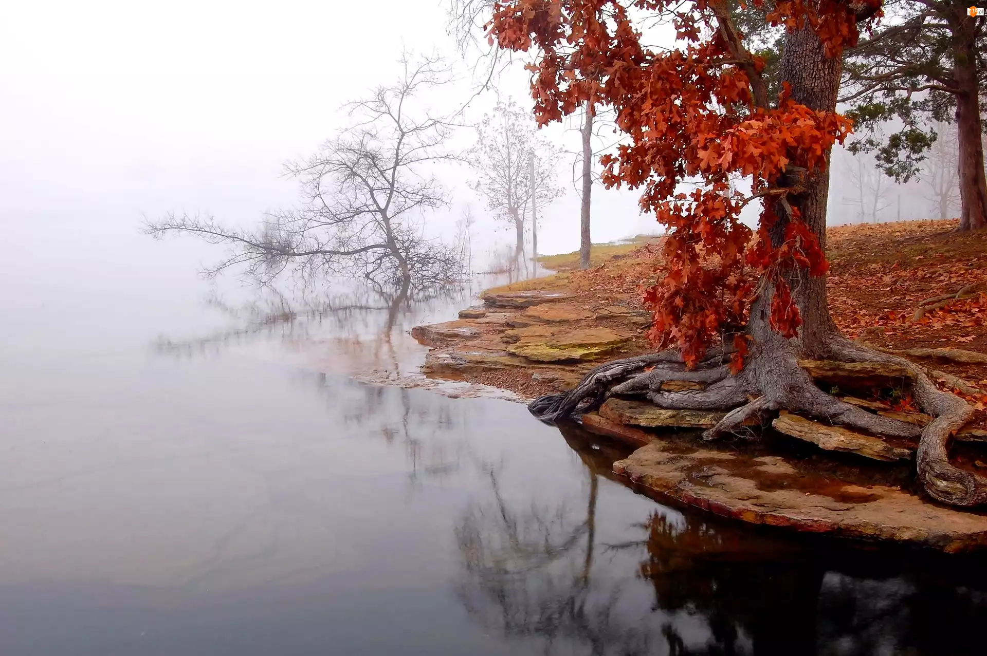 Jezioro, Jesień, Mgła, Drzewo