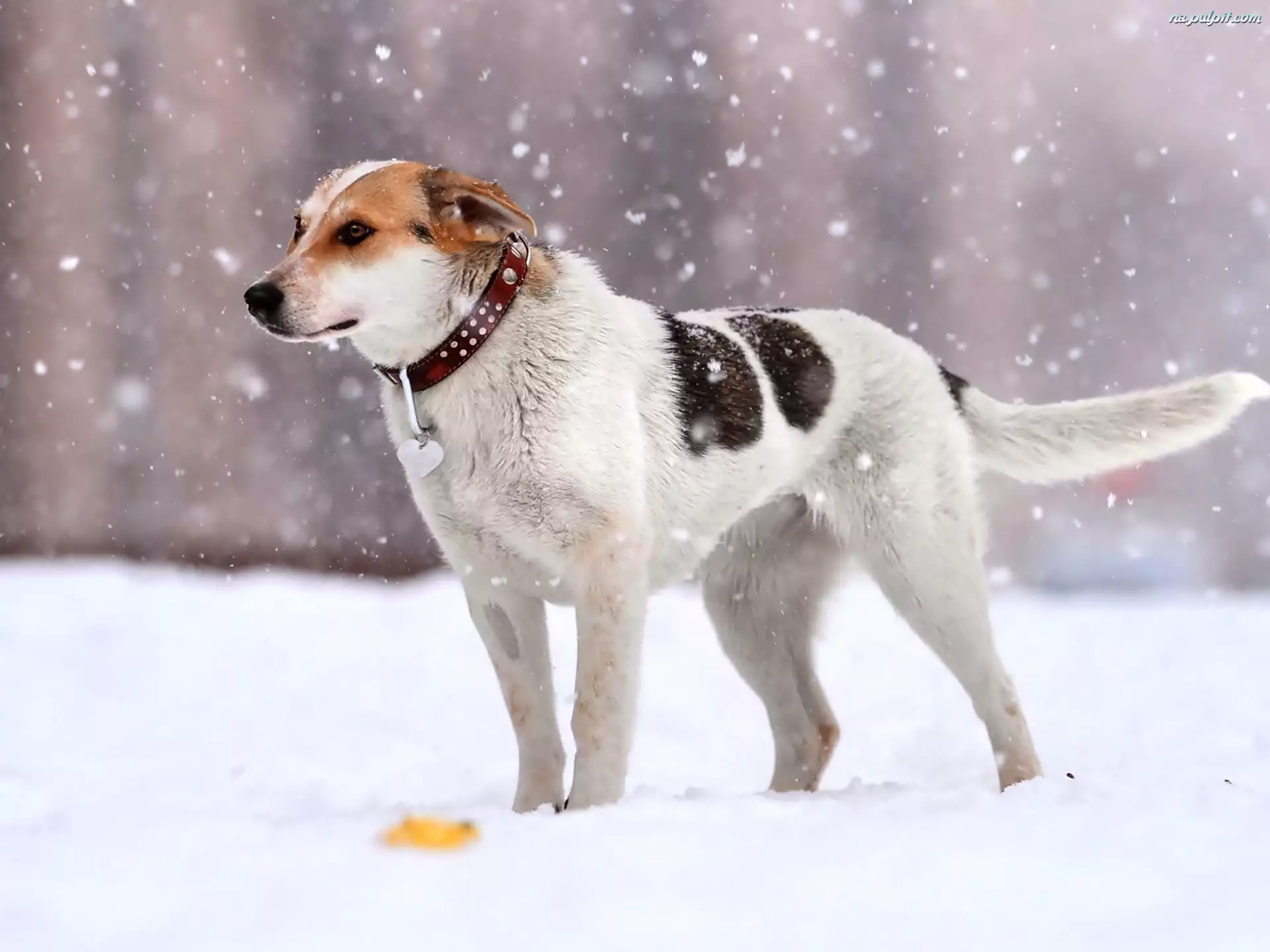 Śnieg, Zima, Pies