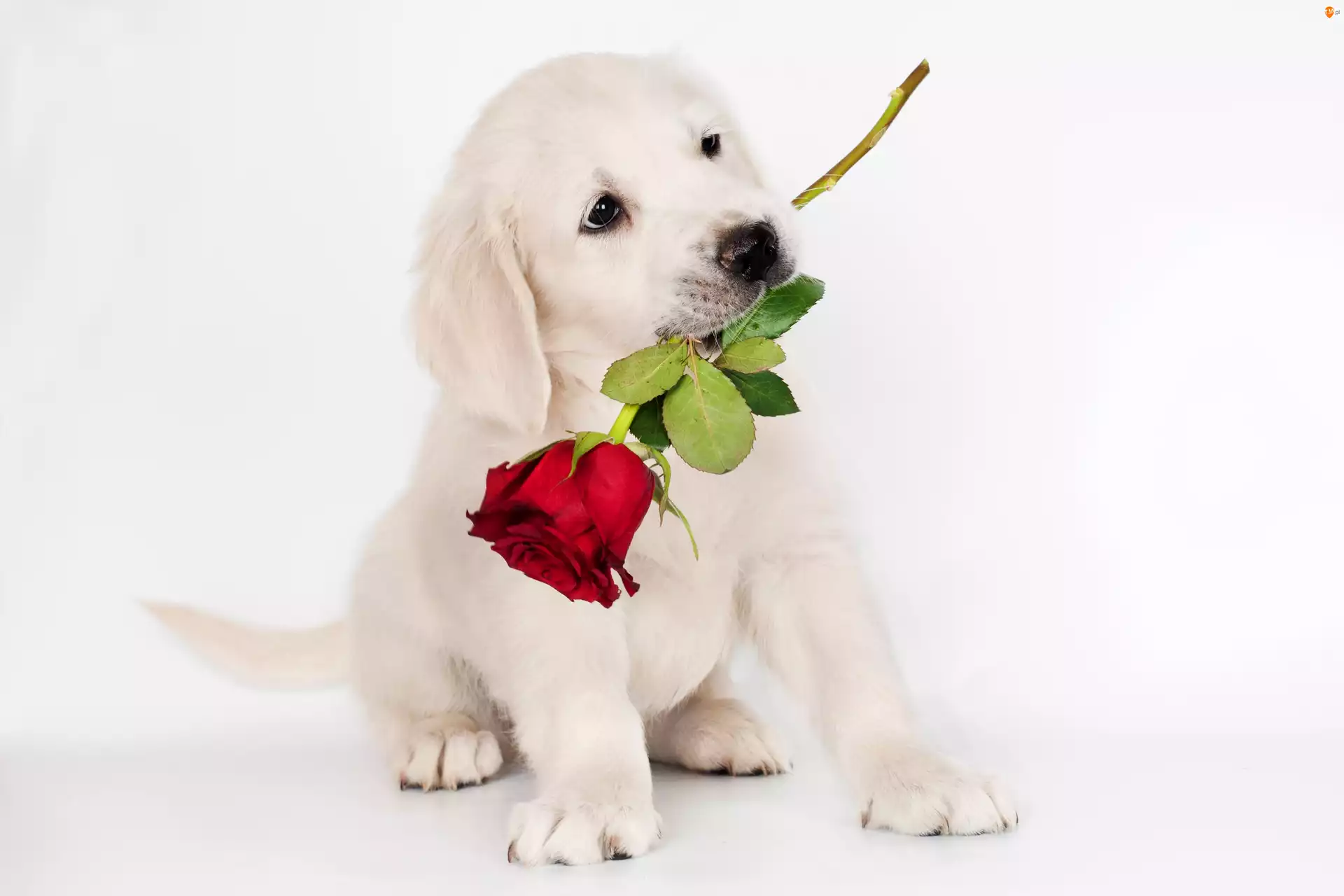 Róża, Pies, Biały, Szczeniak, Słodki