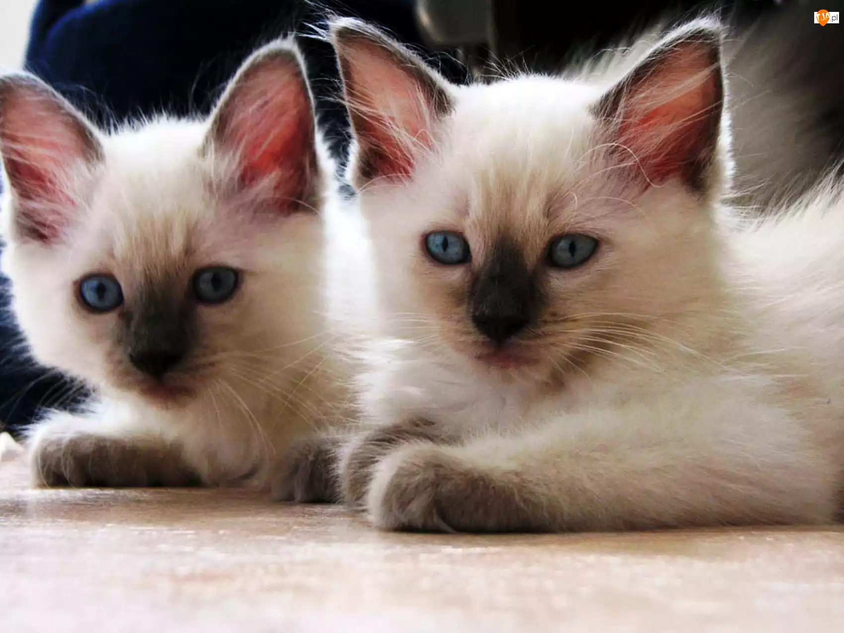 Dwa, Oczy, Kotki, Niebieskie