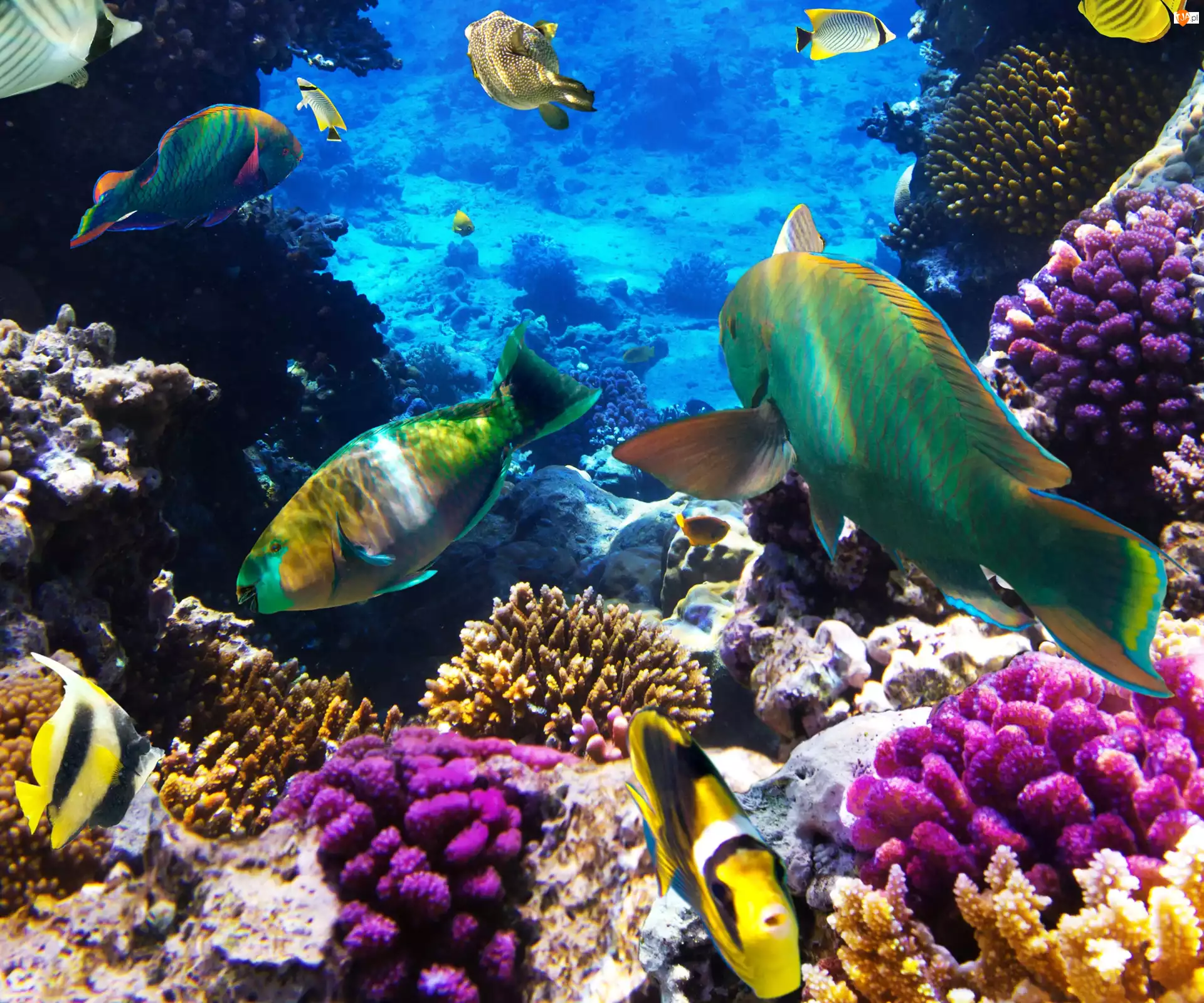 Morskie głębiny

, Rafa koralowa, Ryby