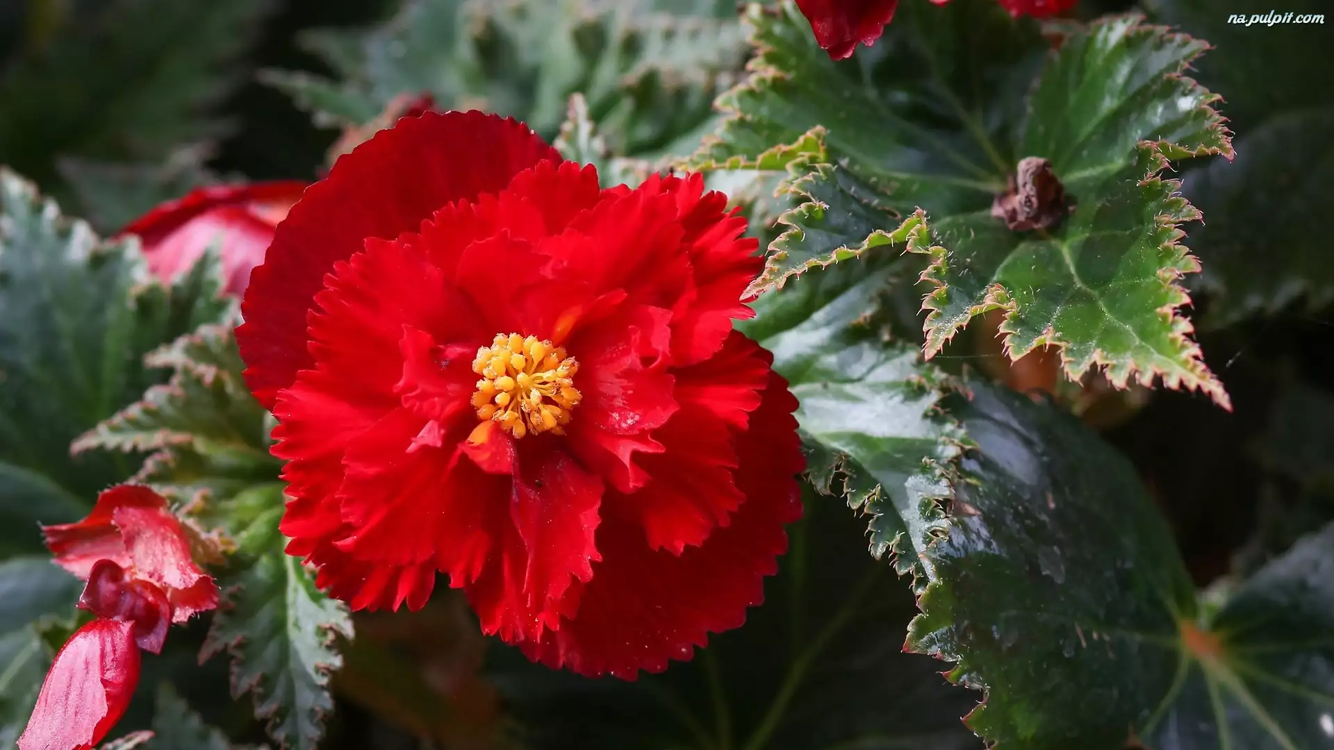 Begonia, Kwiat, Czerwona