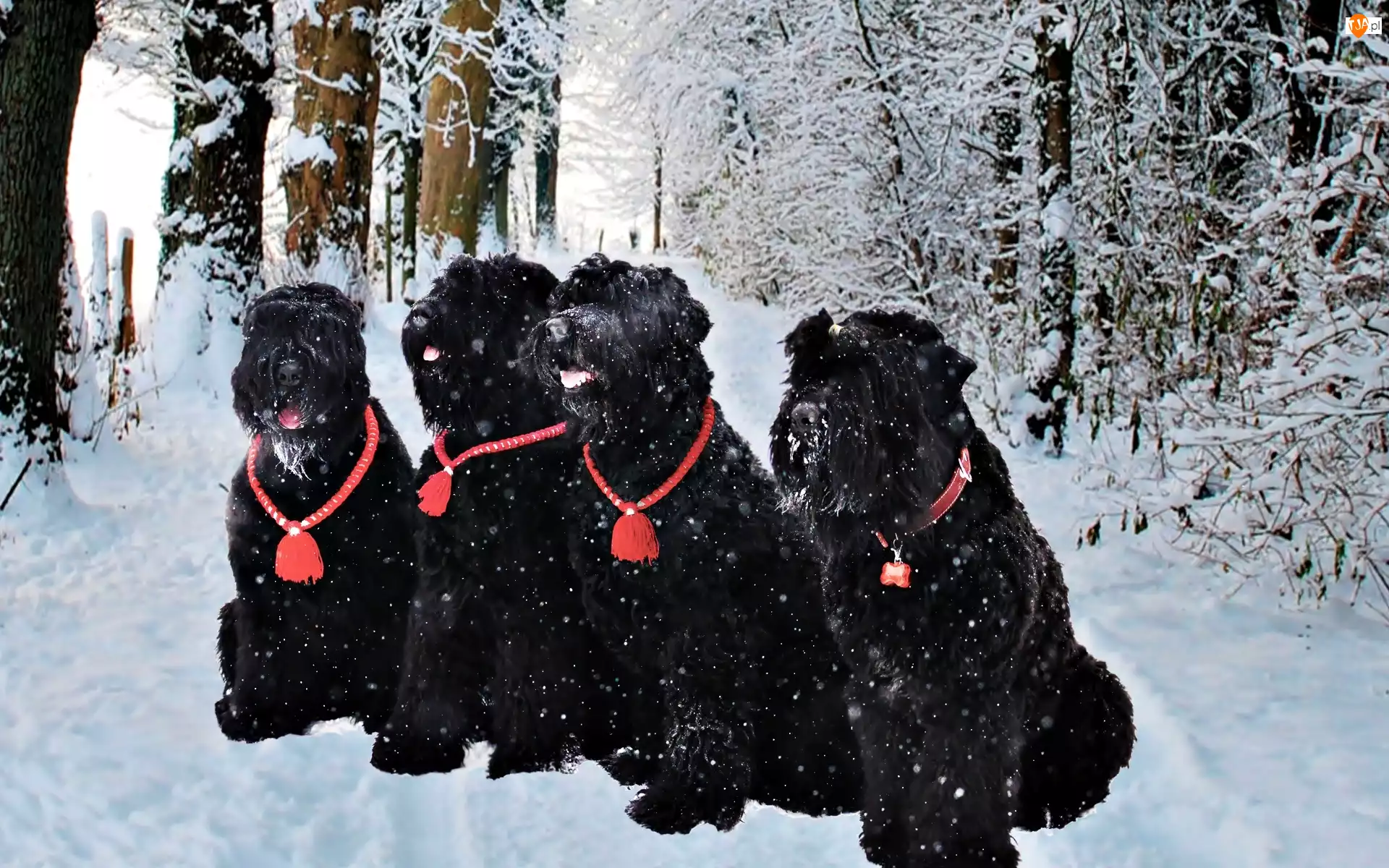Psy, Zima, Cztery, Śnieg, Czarne, Teriery