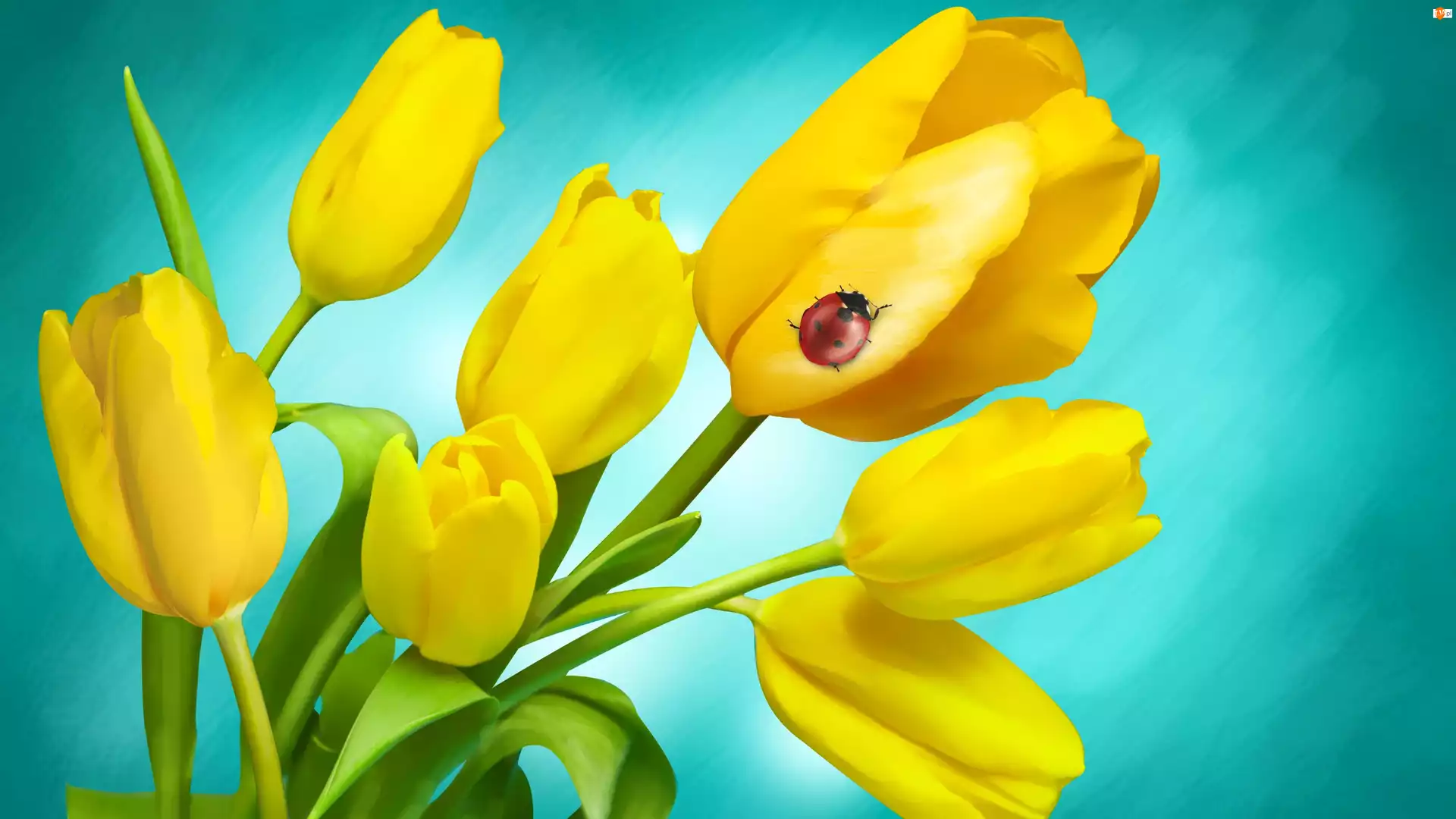 Biedronka, Żółte, Tulipany
