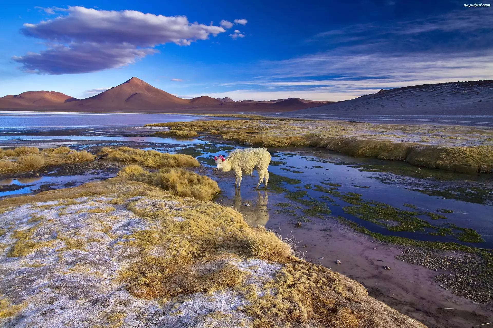 Alpaka, Boliwia, Jezioro
