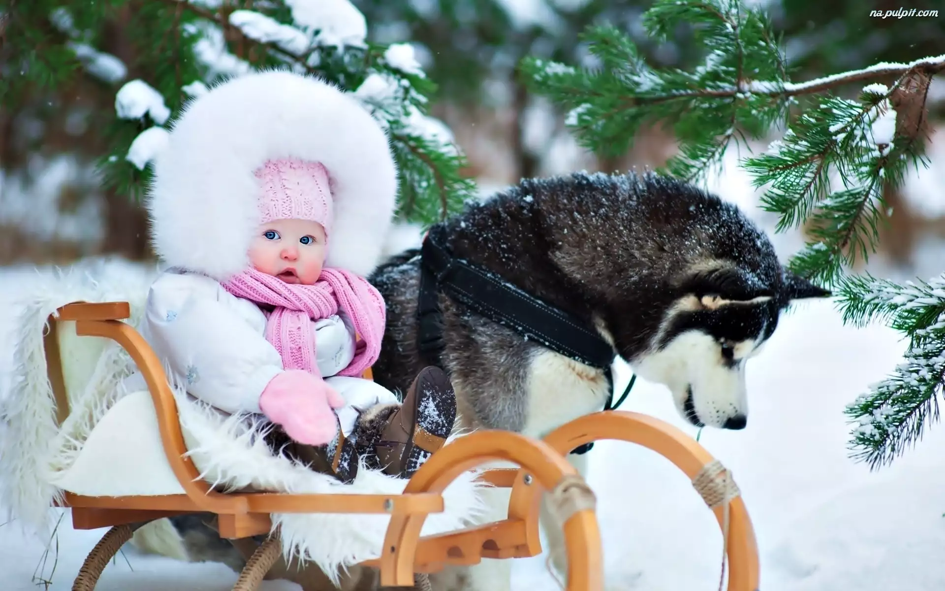 Zima, Las, Dziecko, Siberian Husky, Sanki, Śnieg