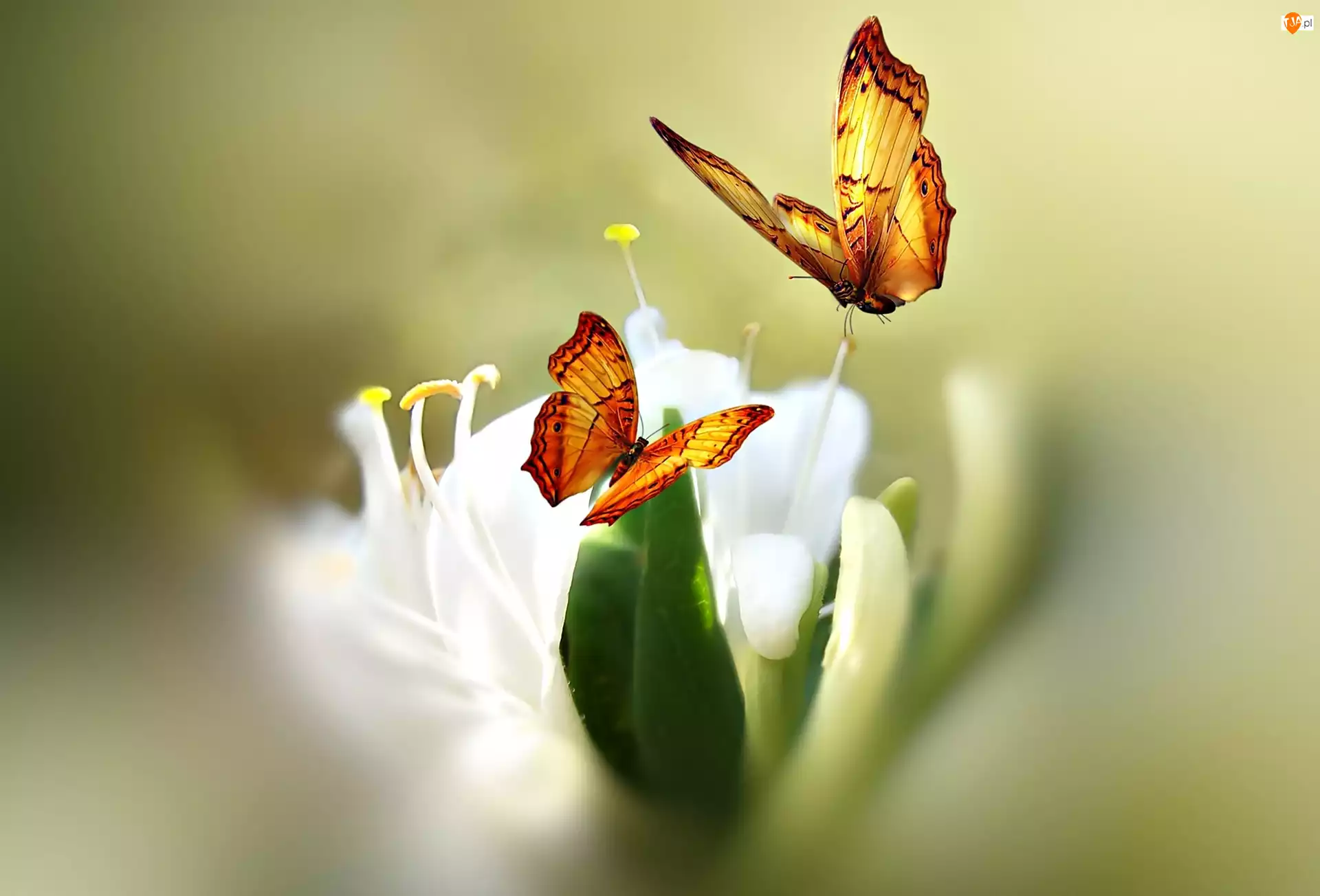 Motyle, Biały, Kwiat