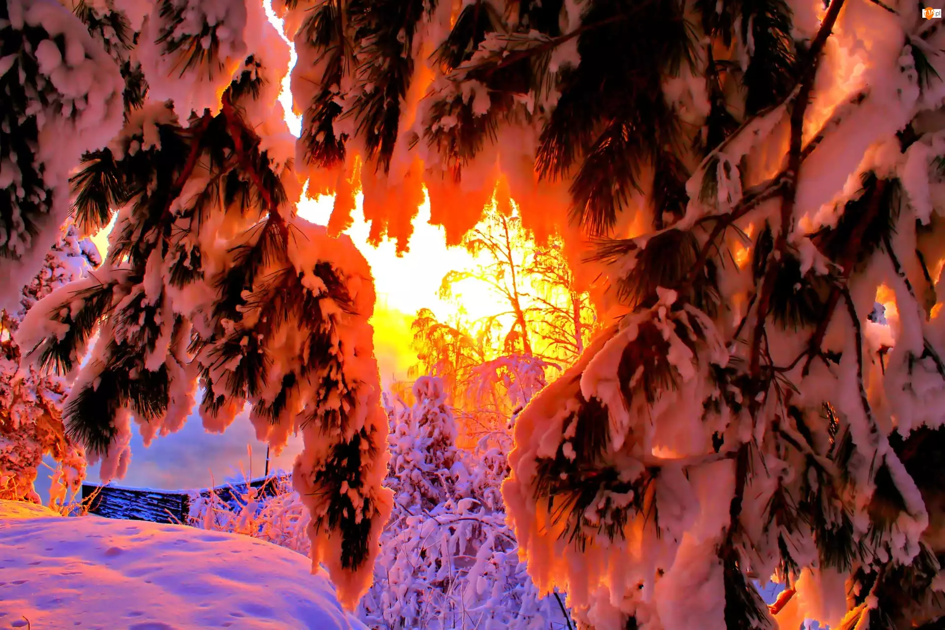 Zima, Słońca, Ośnieżone Gałęzie, Drzew Promienie