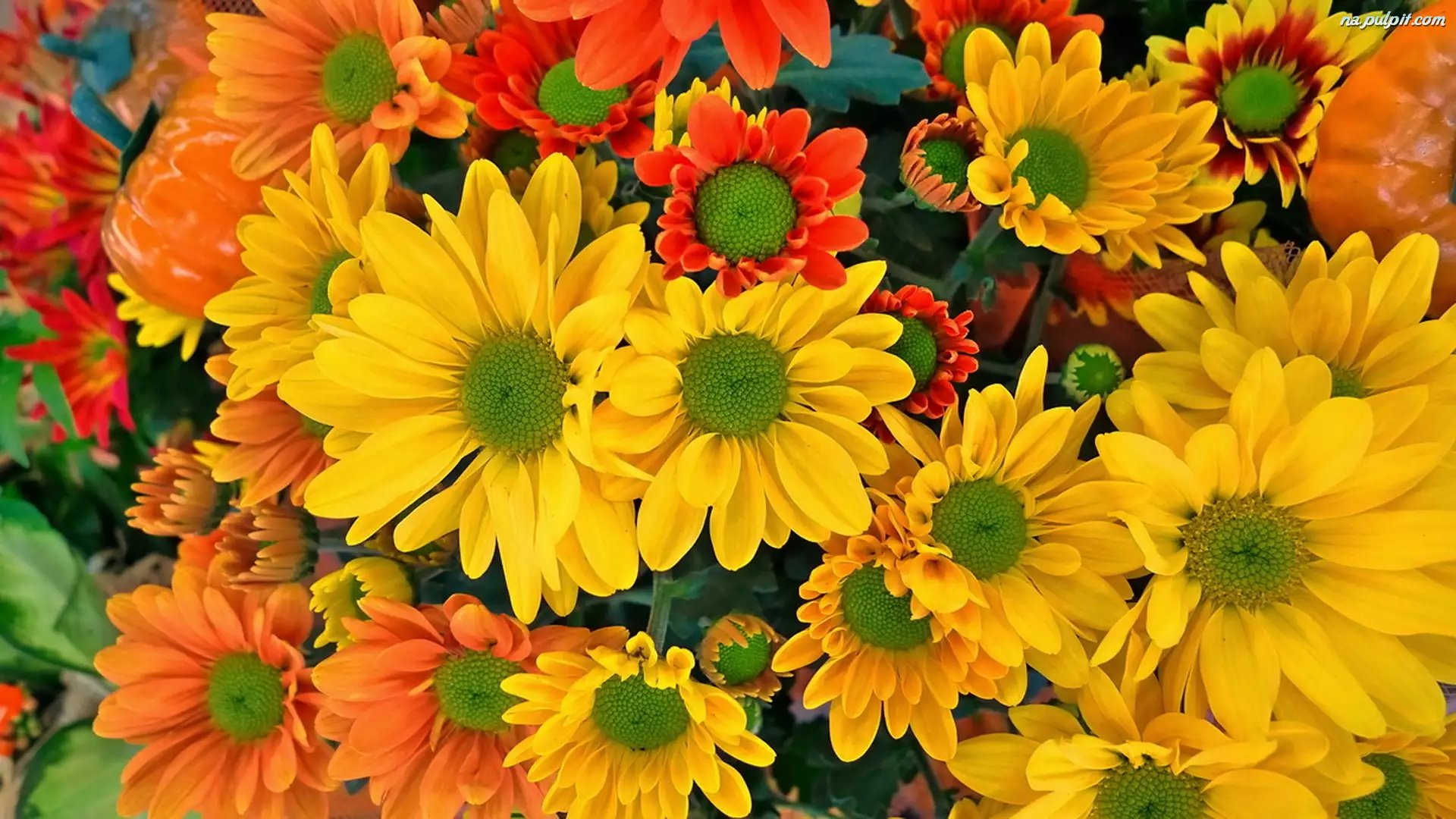 Złocienie, Kolorowe, Kwiaty